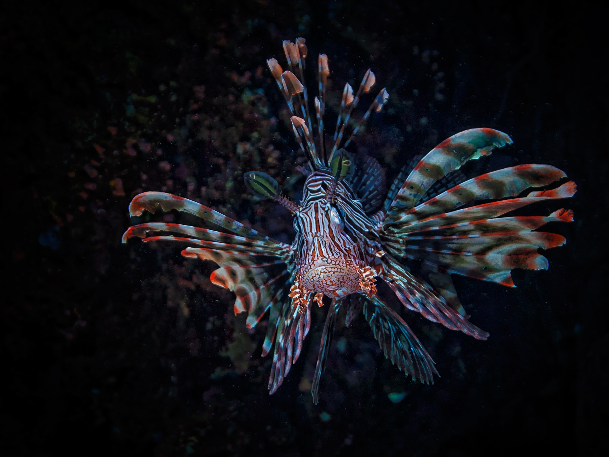 Lionfish in Red Sea