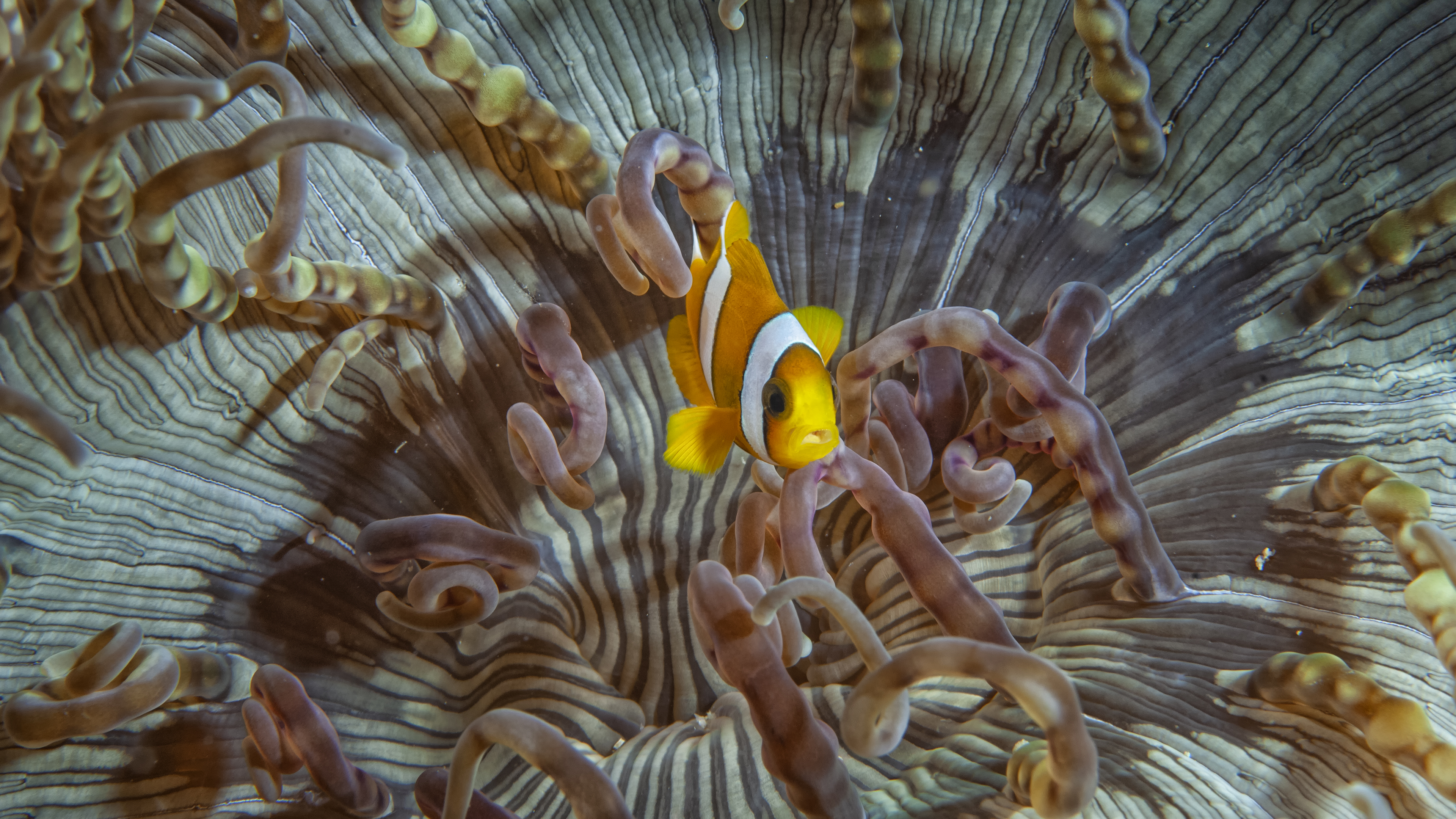 Clownfish and Anemone