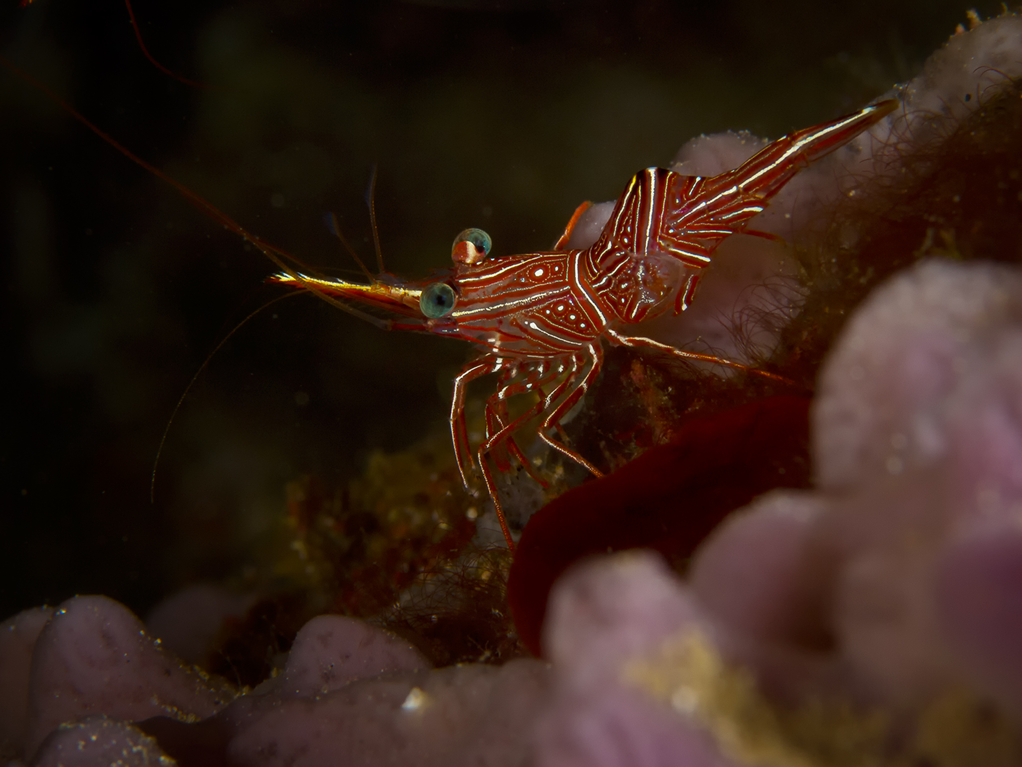Nocturnal Shrimp