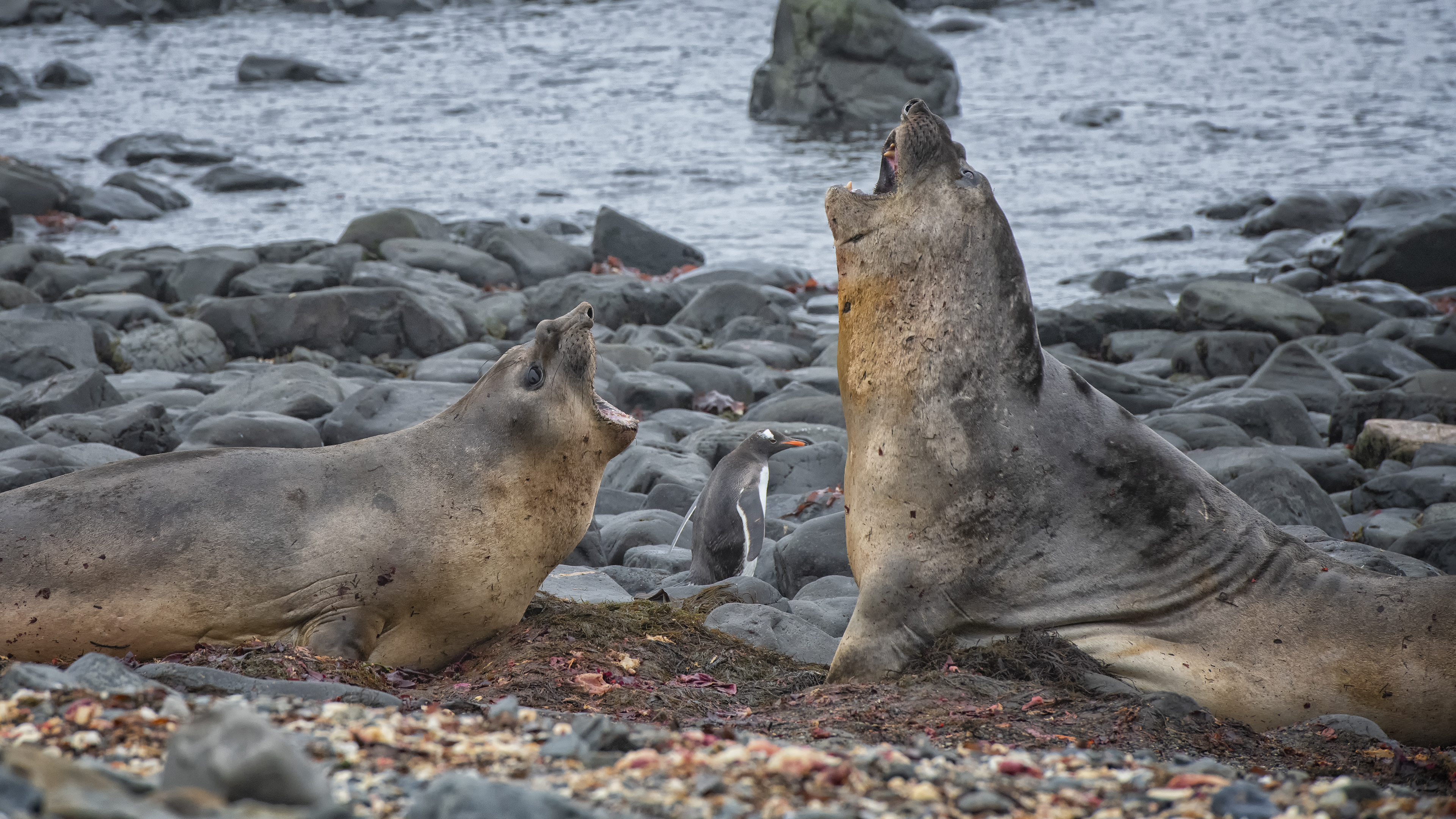 Elephant Seals on President Head