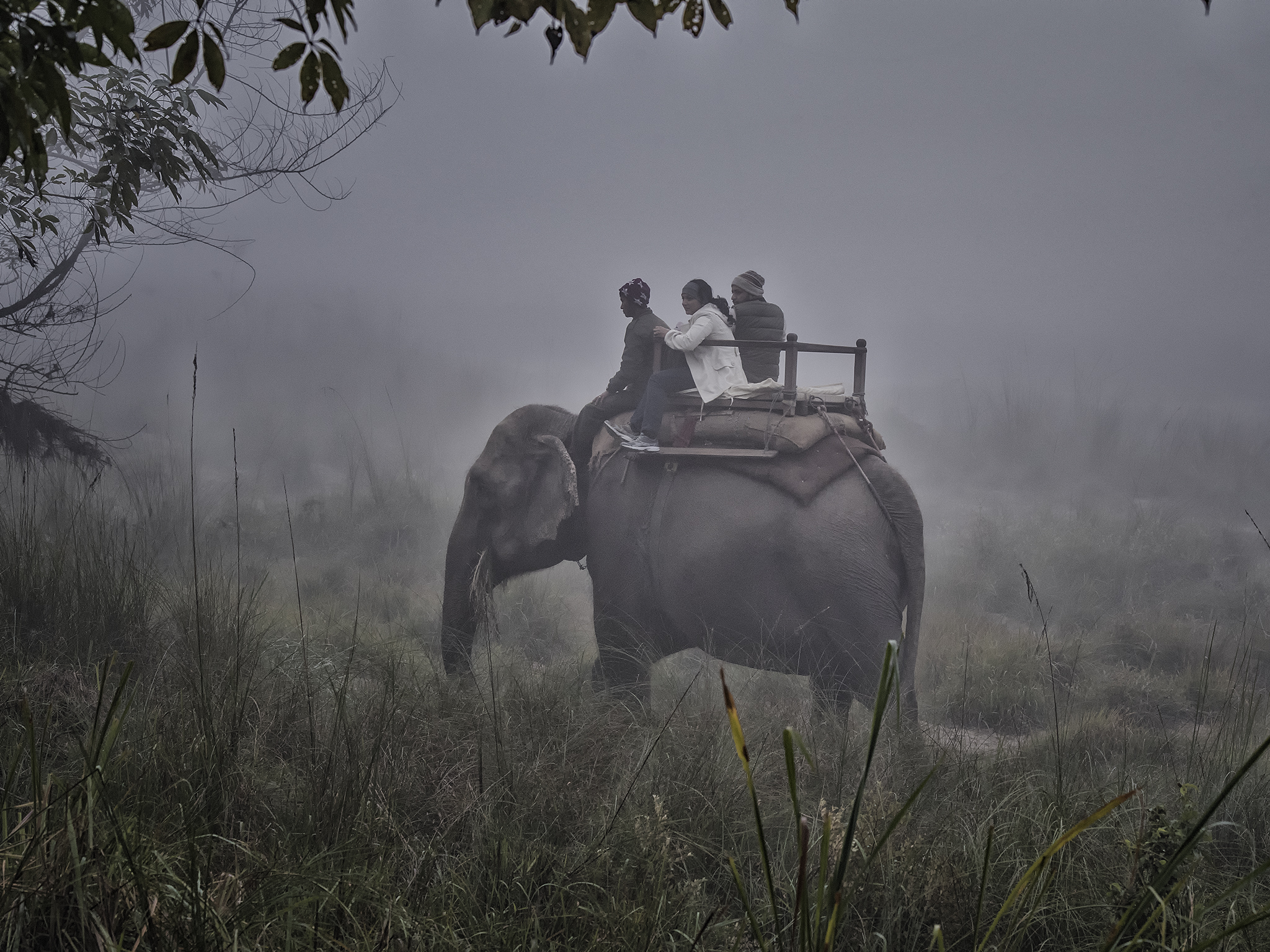 Elephant Safari