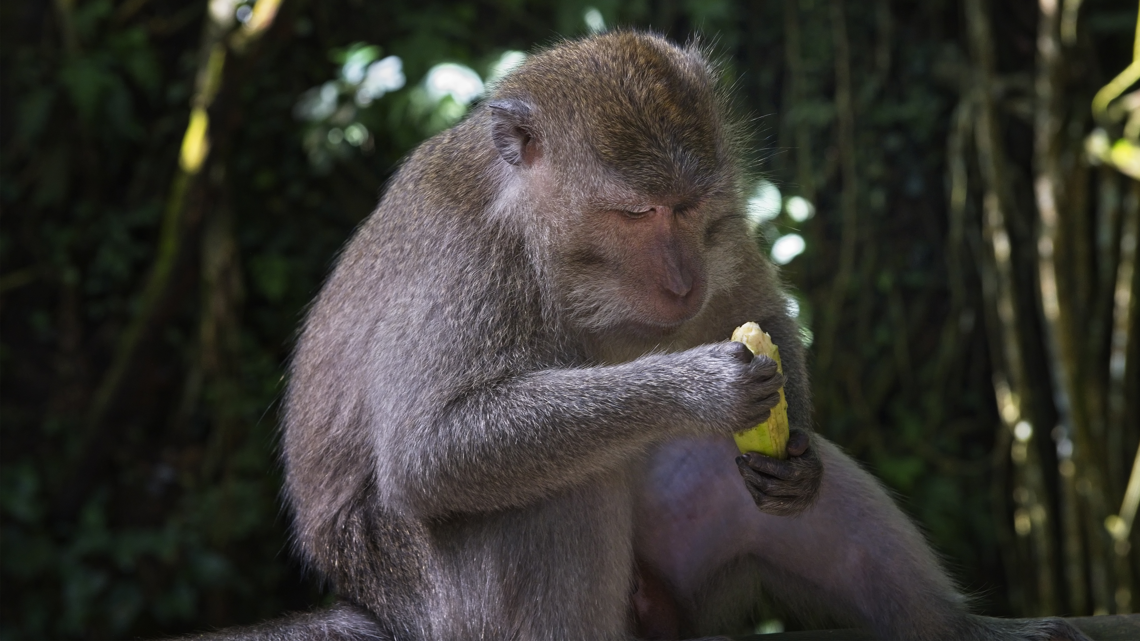 Balinese long tailed Monkey