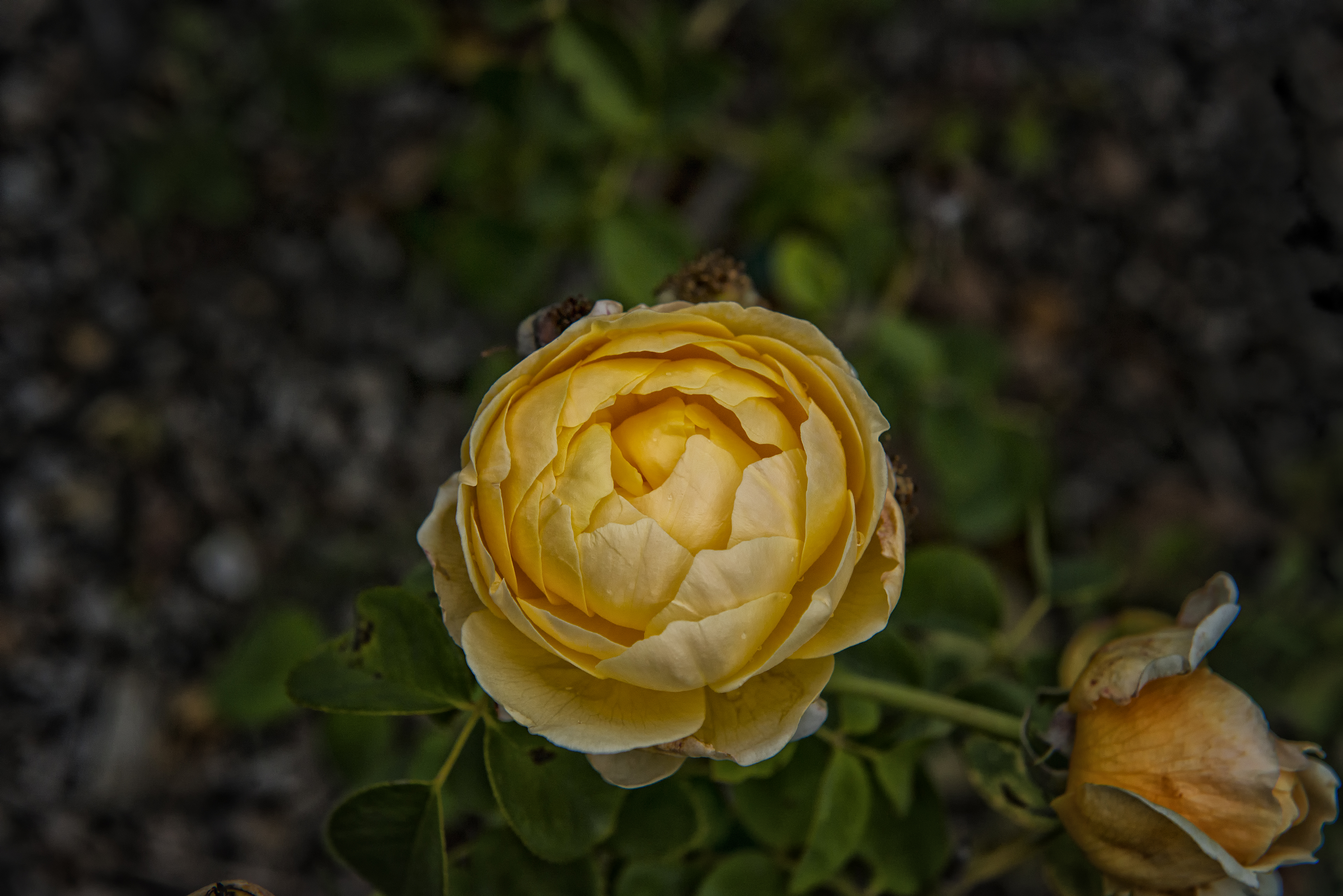 Cape Flower