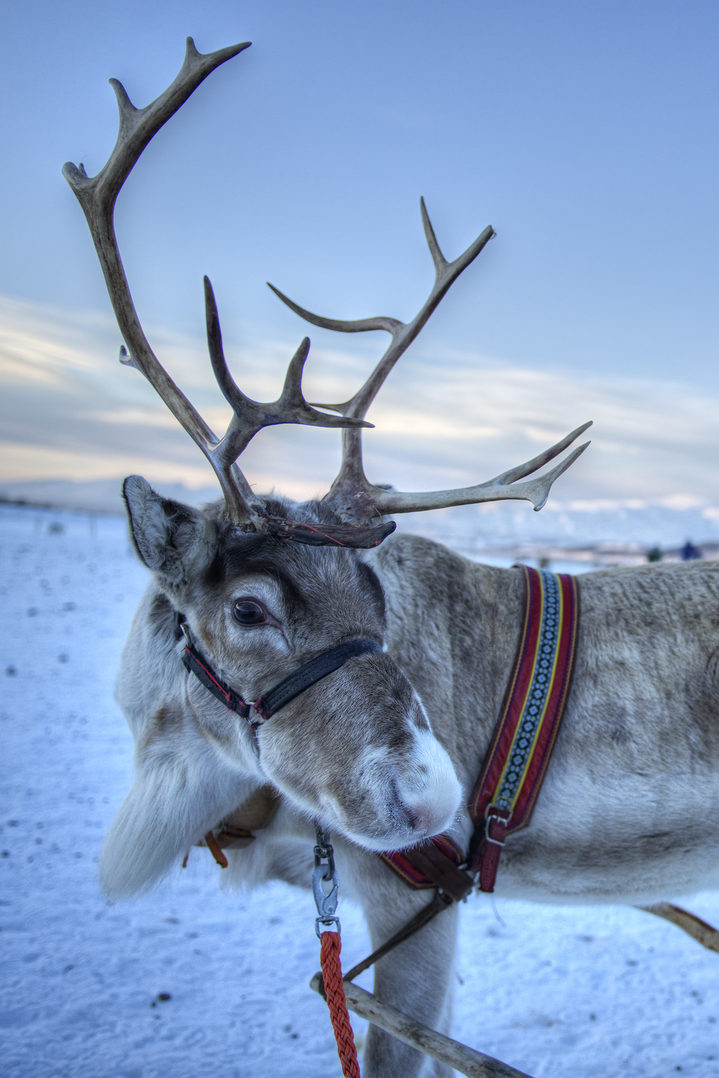 We found Rudolf