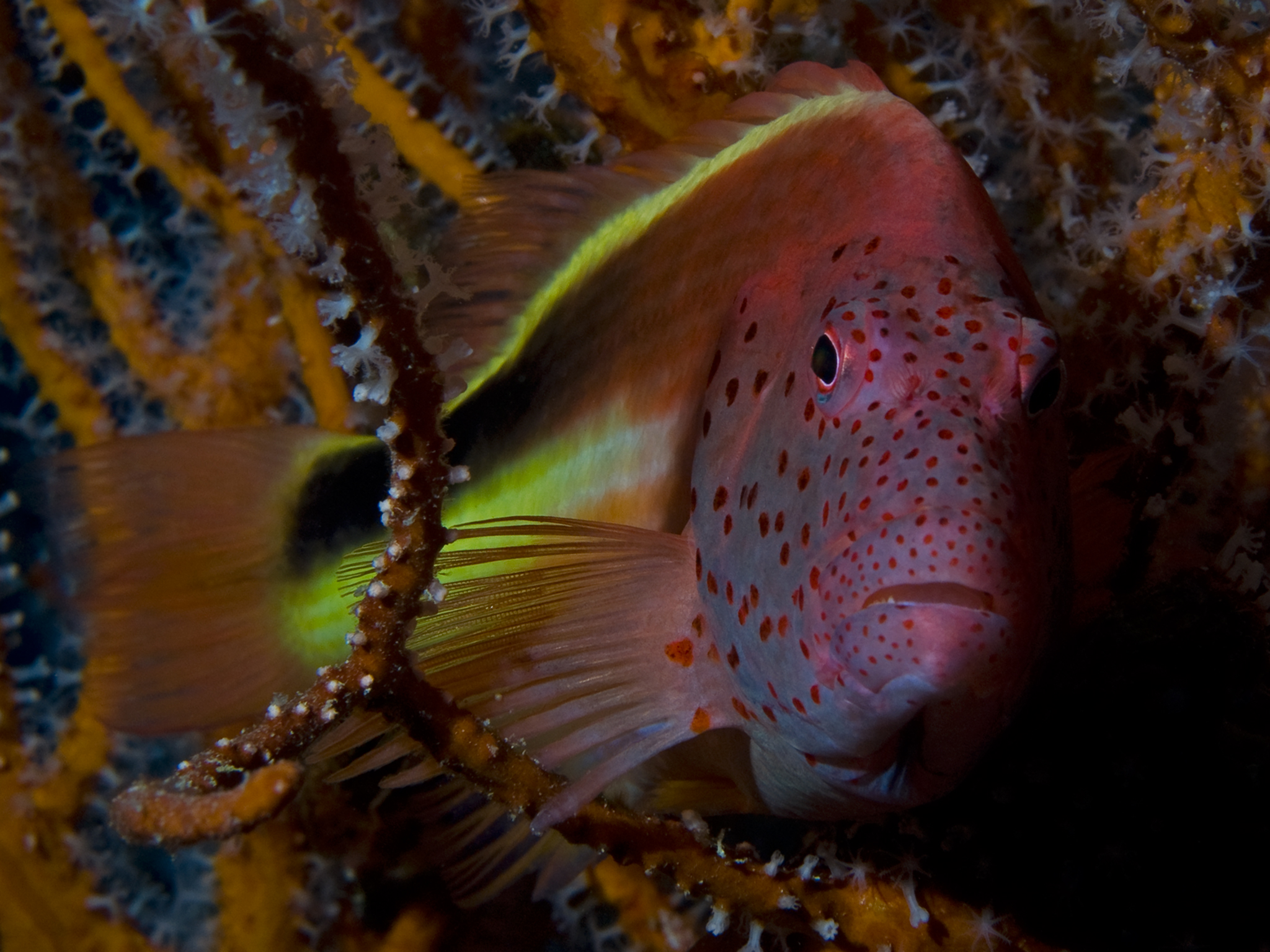 Freckled Hawkfish