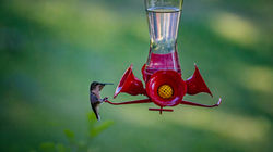 Hummingbird at Barry's Home in Bolivar, Ohio