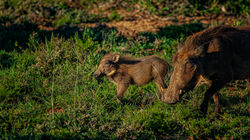 Warthog and Baby in Addo National Park