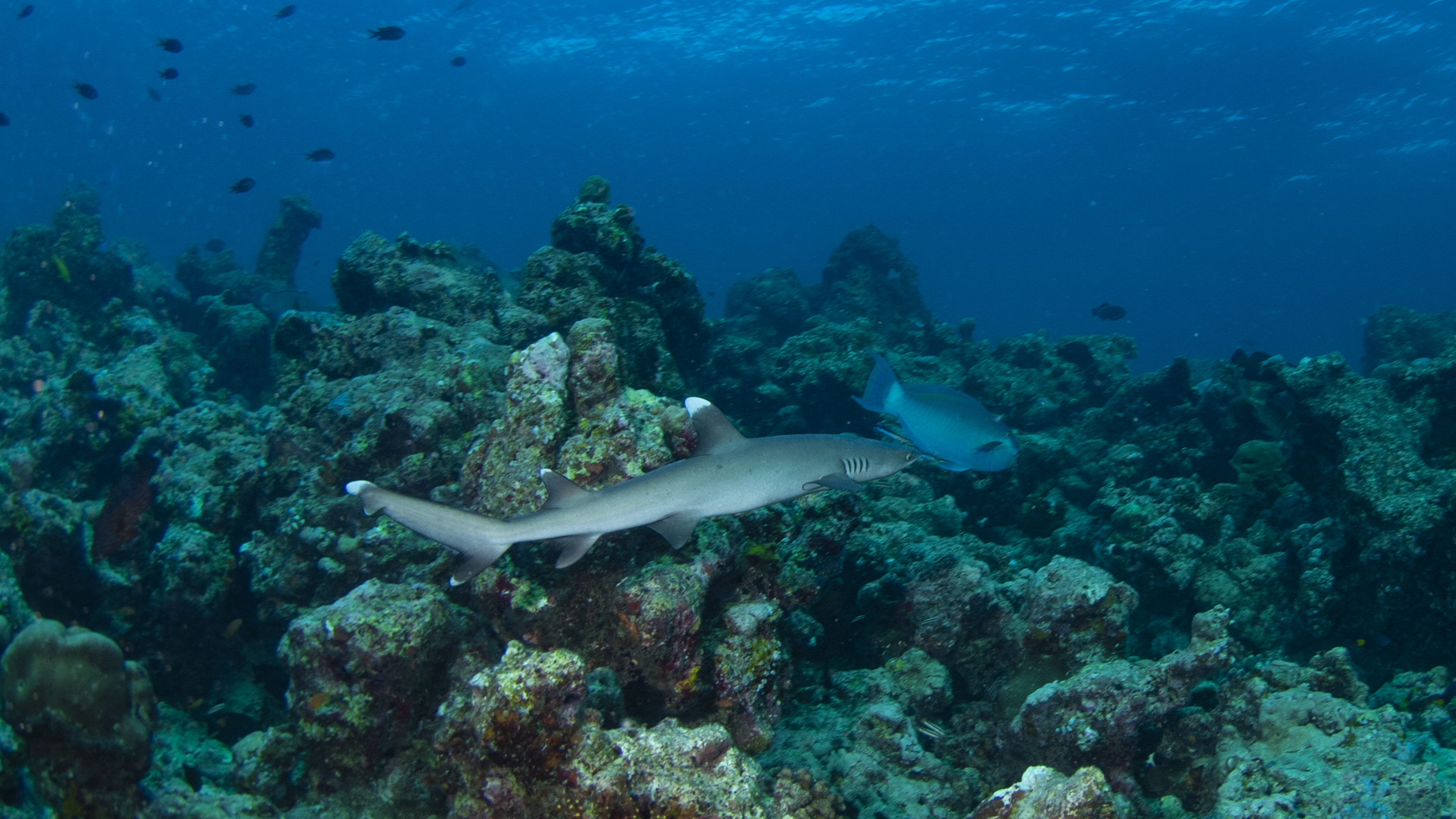 White Tip Reef Shark and Parrot Fish