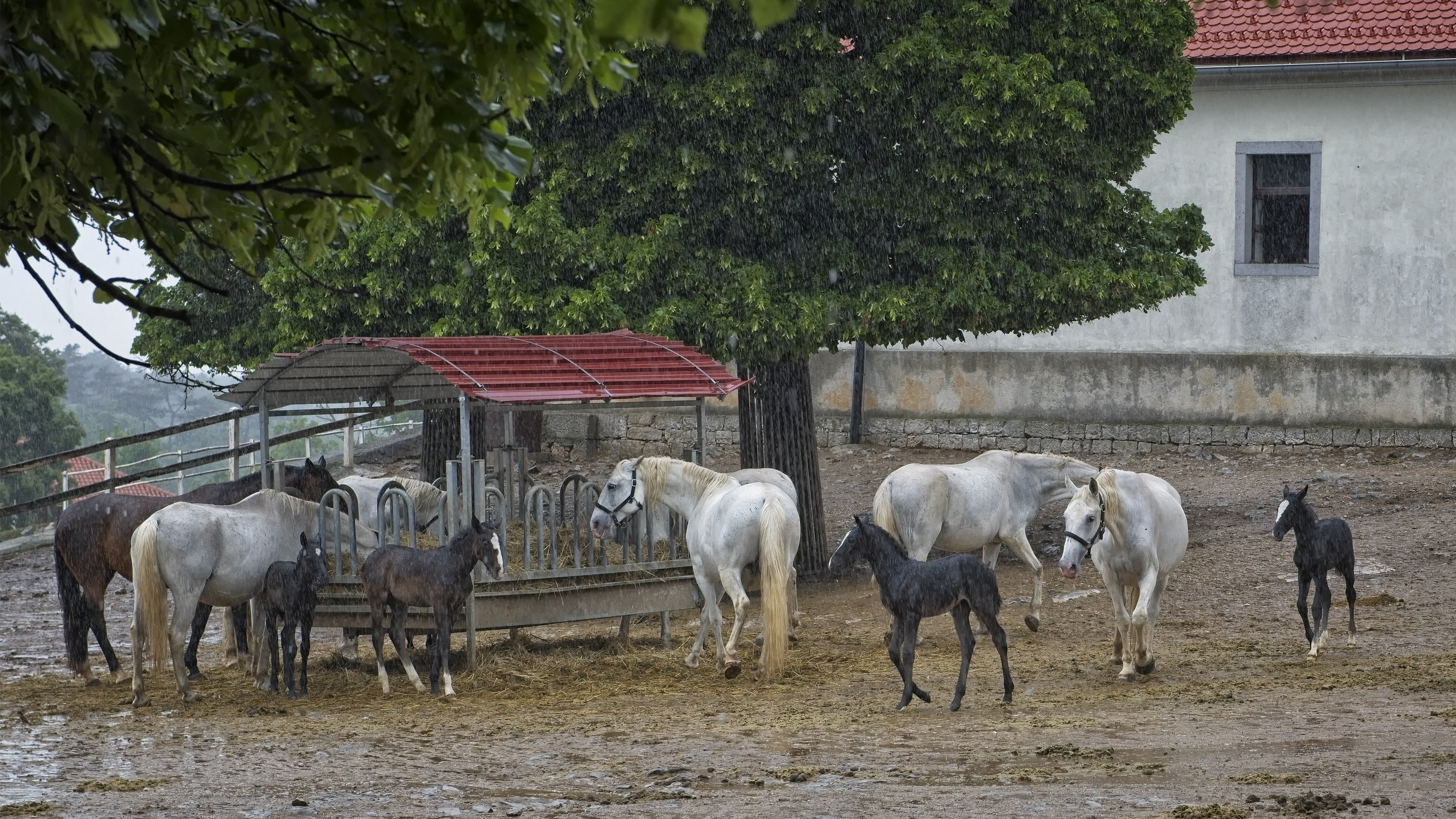 The Lipizzan with young