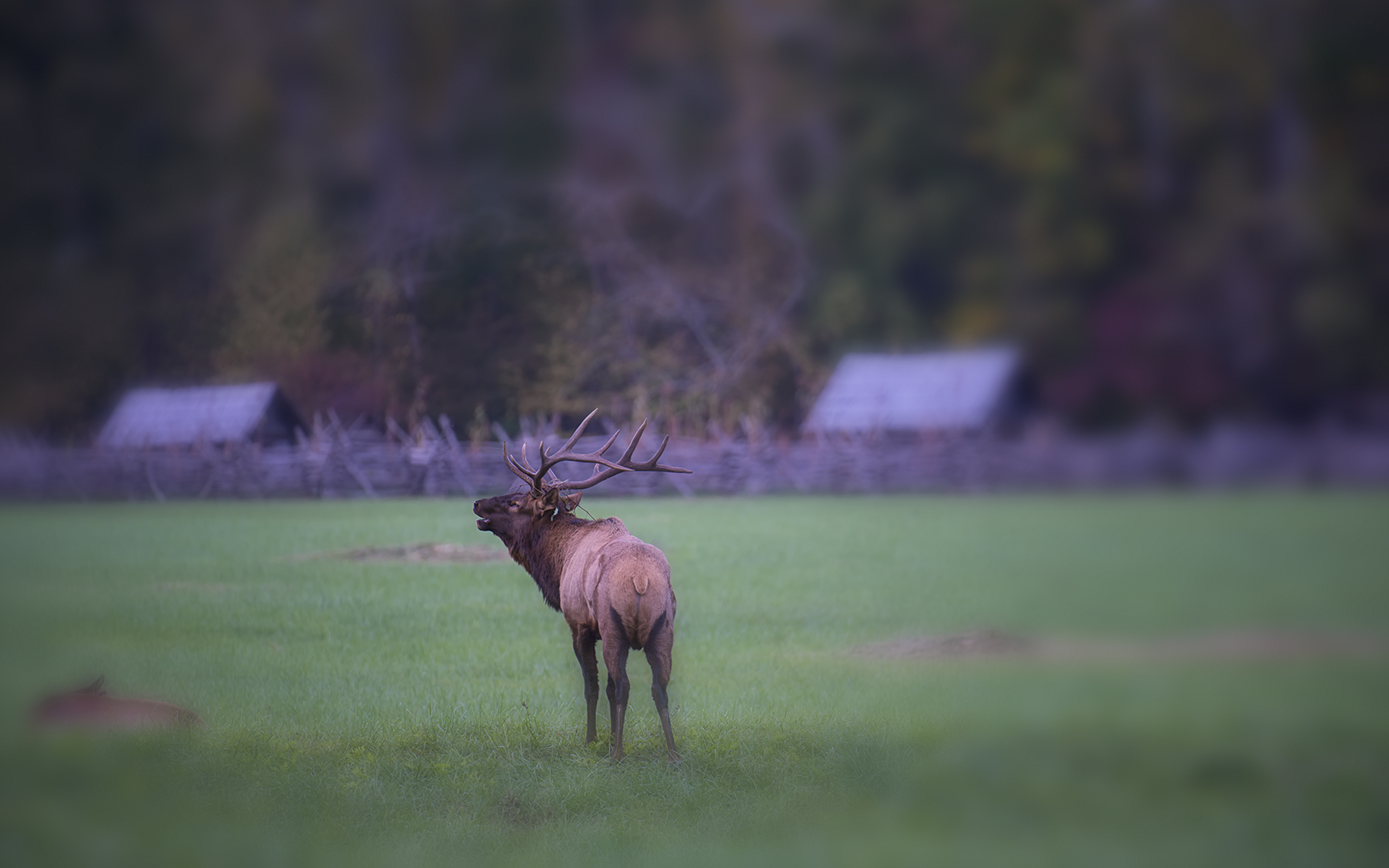 Bull Elk