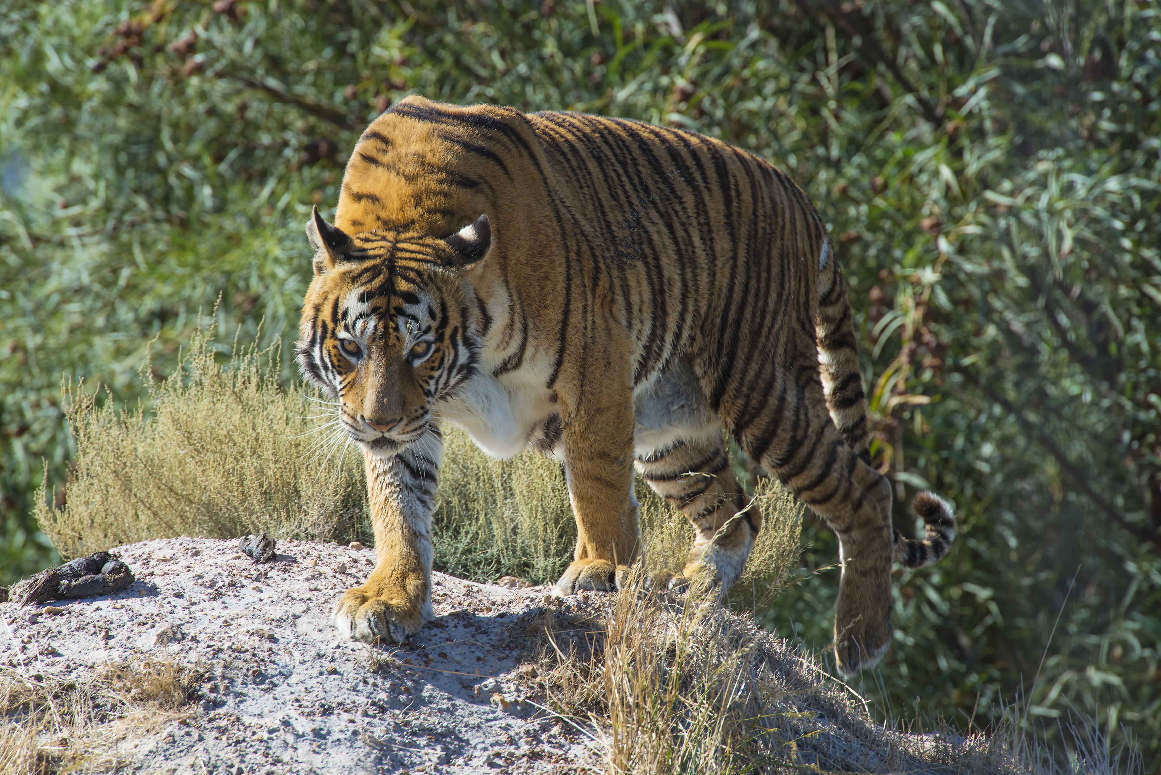 Bengal Tiger