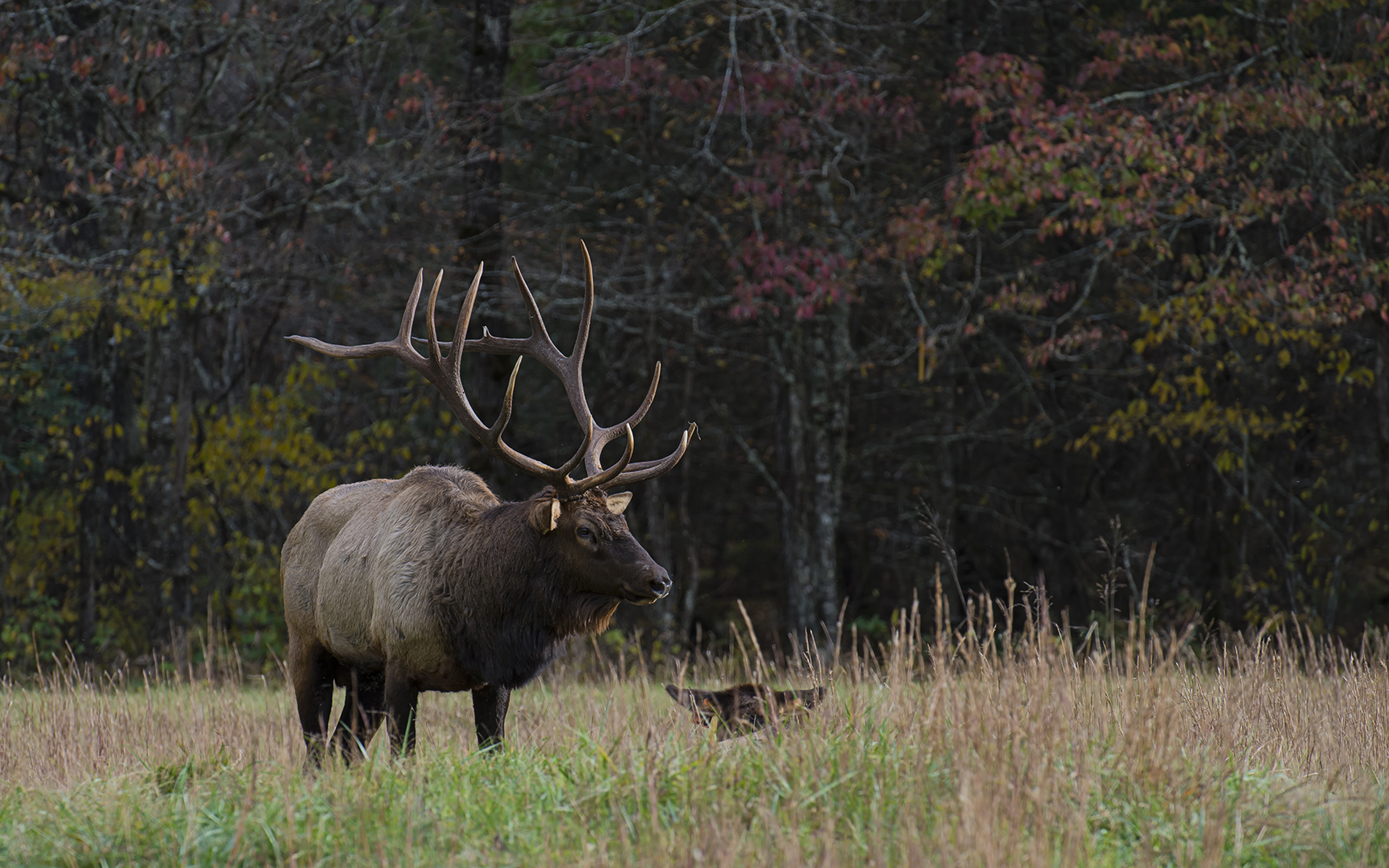 Bull Elk