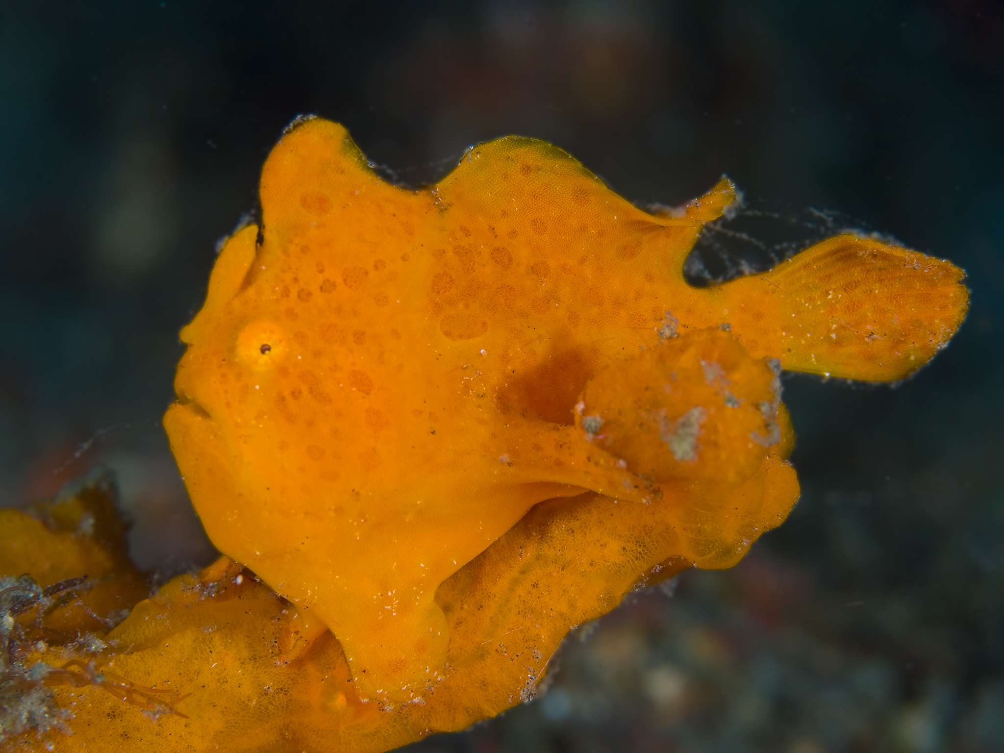 Orange Frogfish