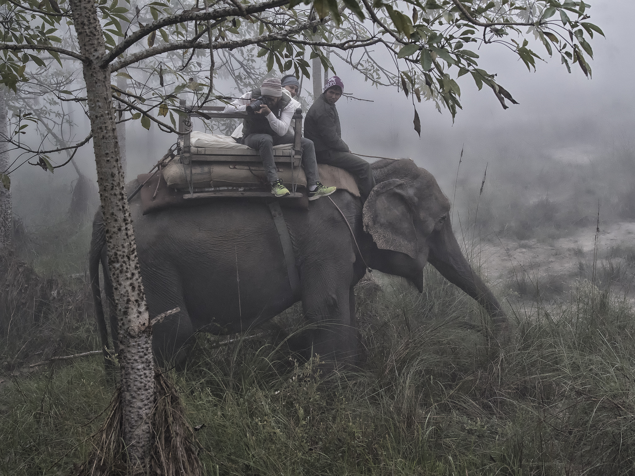 Elephant Safari