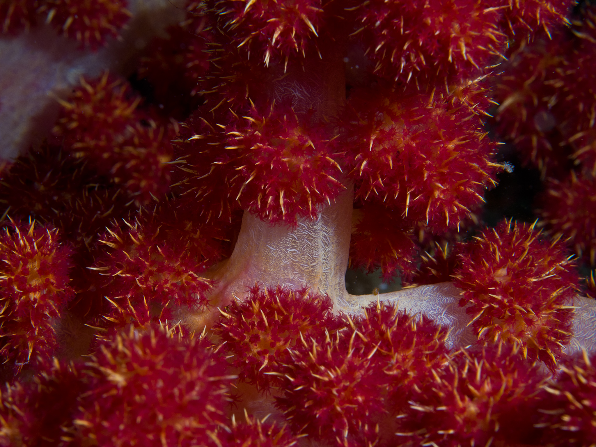 Soft Coral Buds