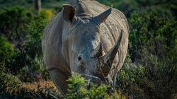 African White Rhino