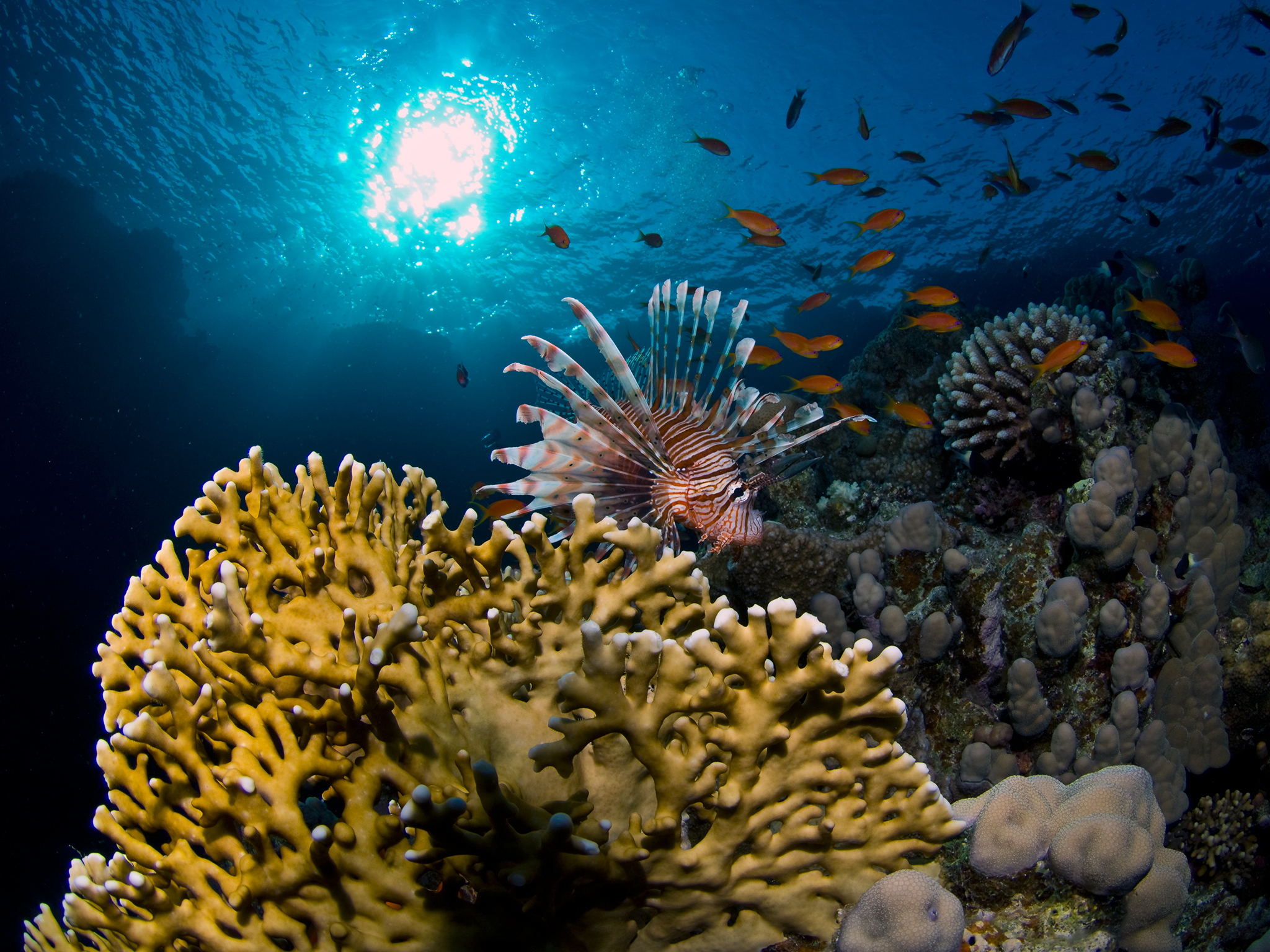 Lionfish and Fire Coral