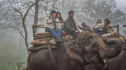 Elephant Safari Looking for Rhinos and Tigers