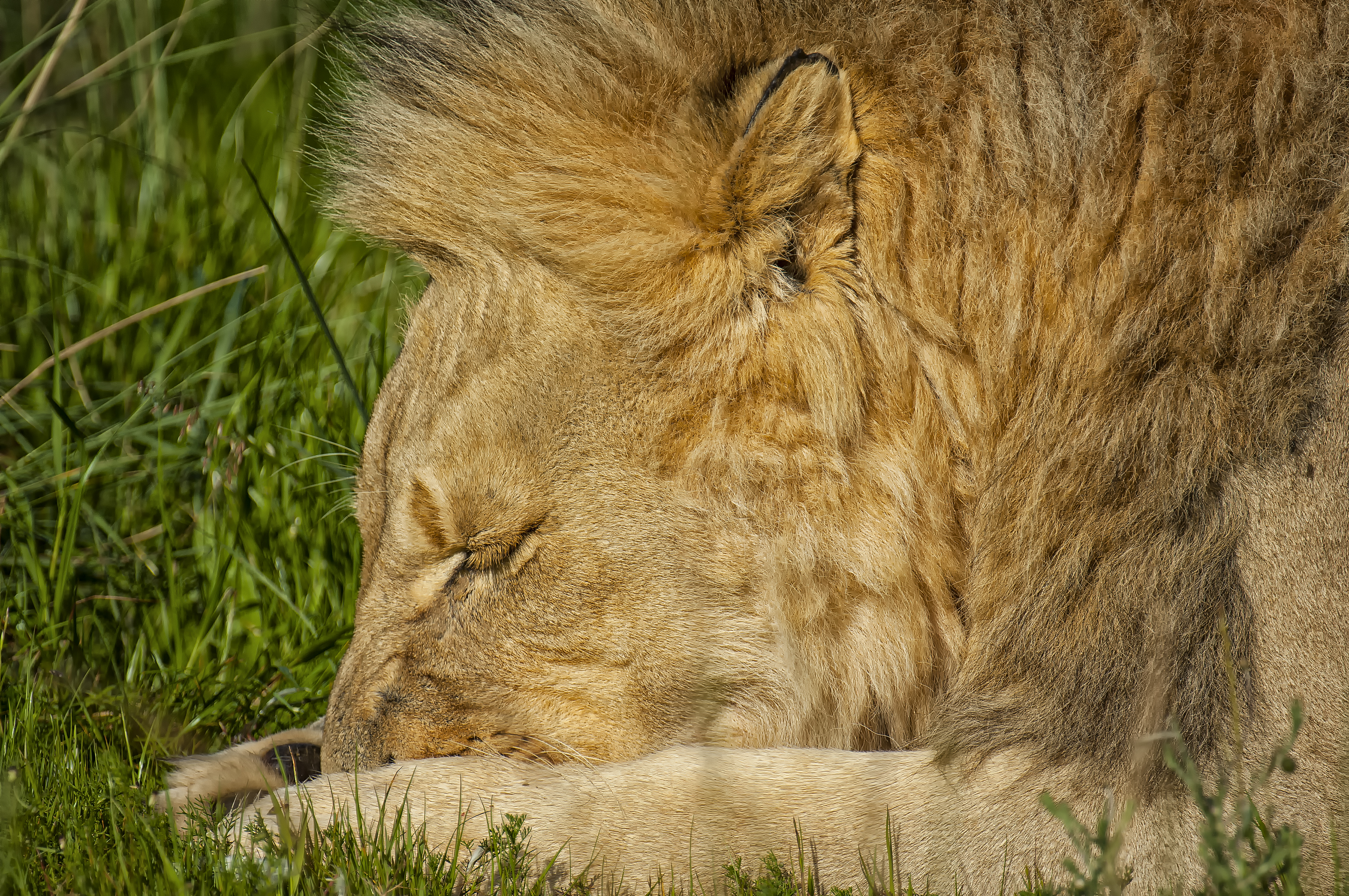 Nap after lunch