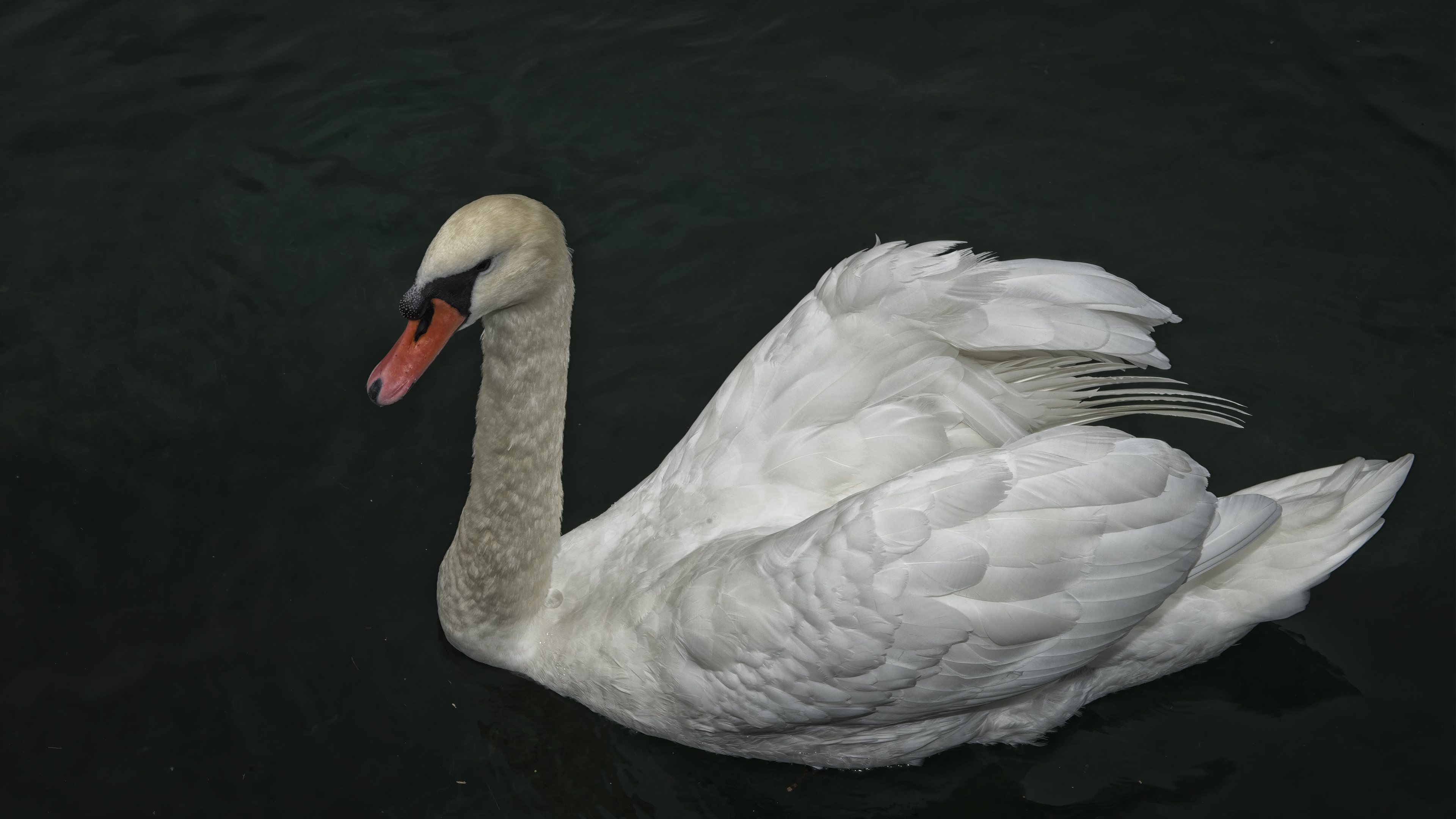 Beautiful Swan
