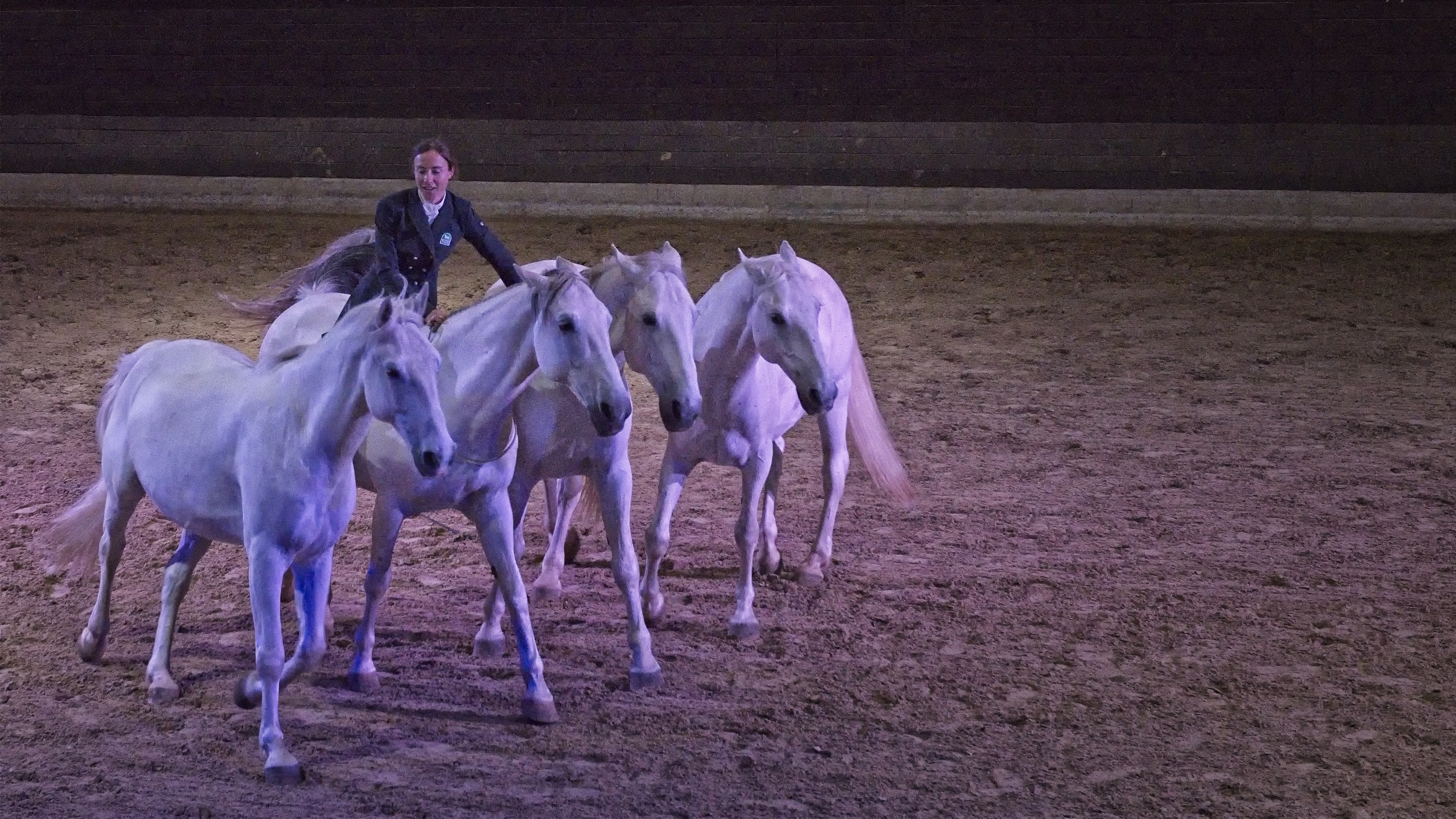 The Lipizzan