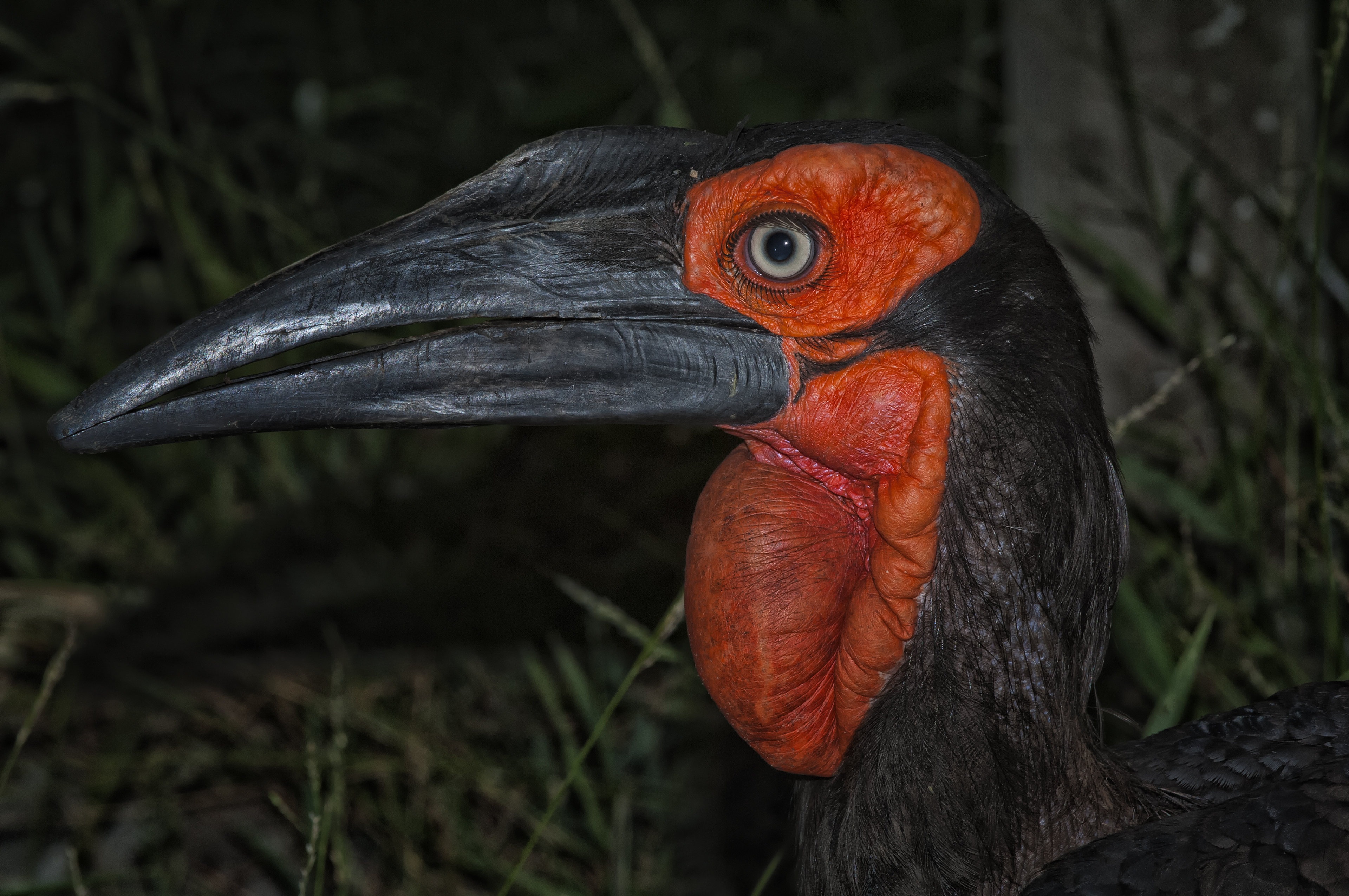 Hornbill