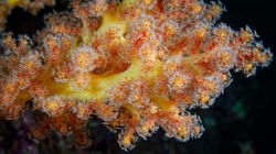 Yellow Soft Coral