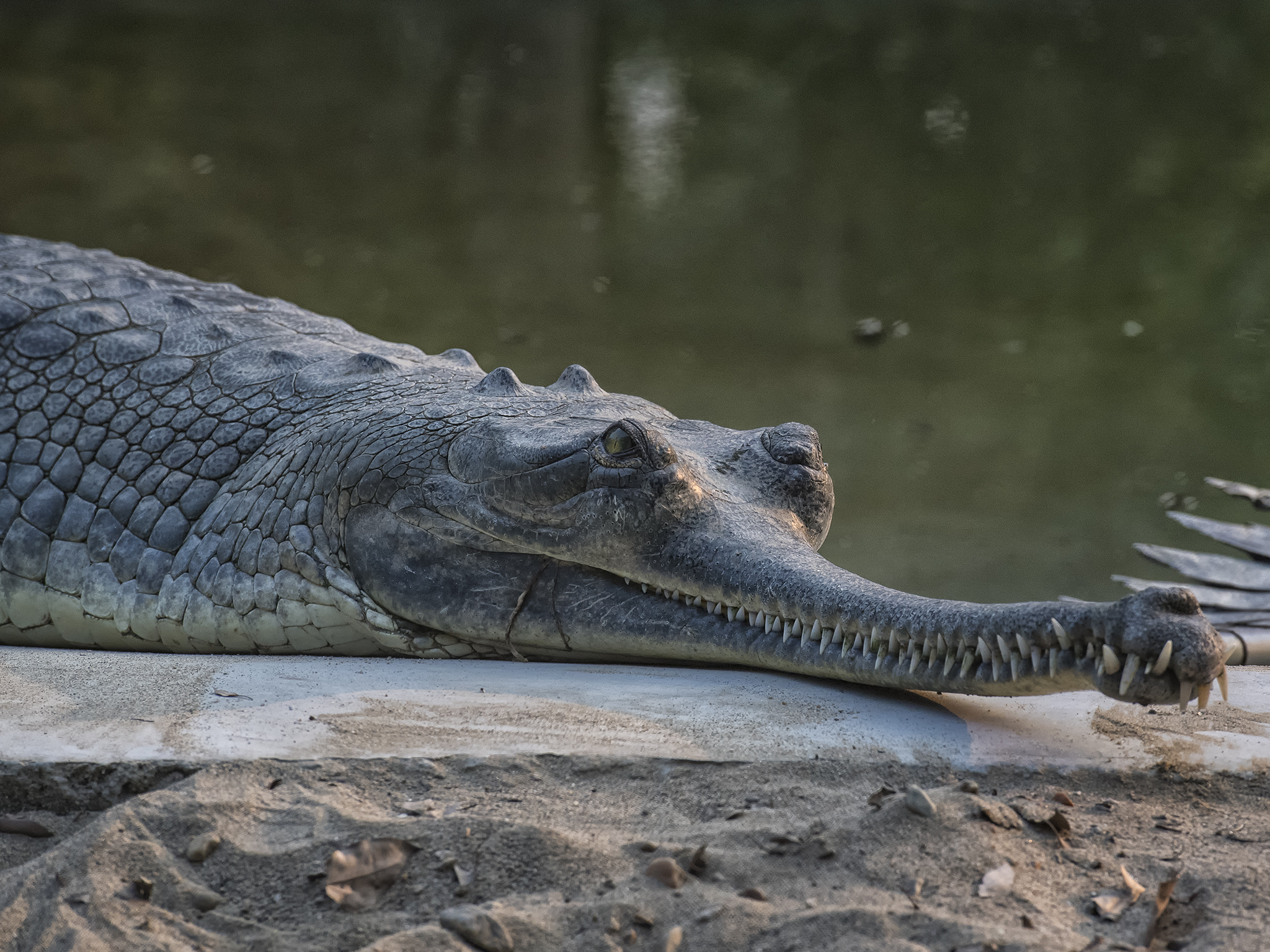 Crocodile