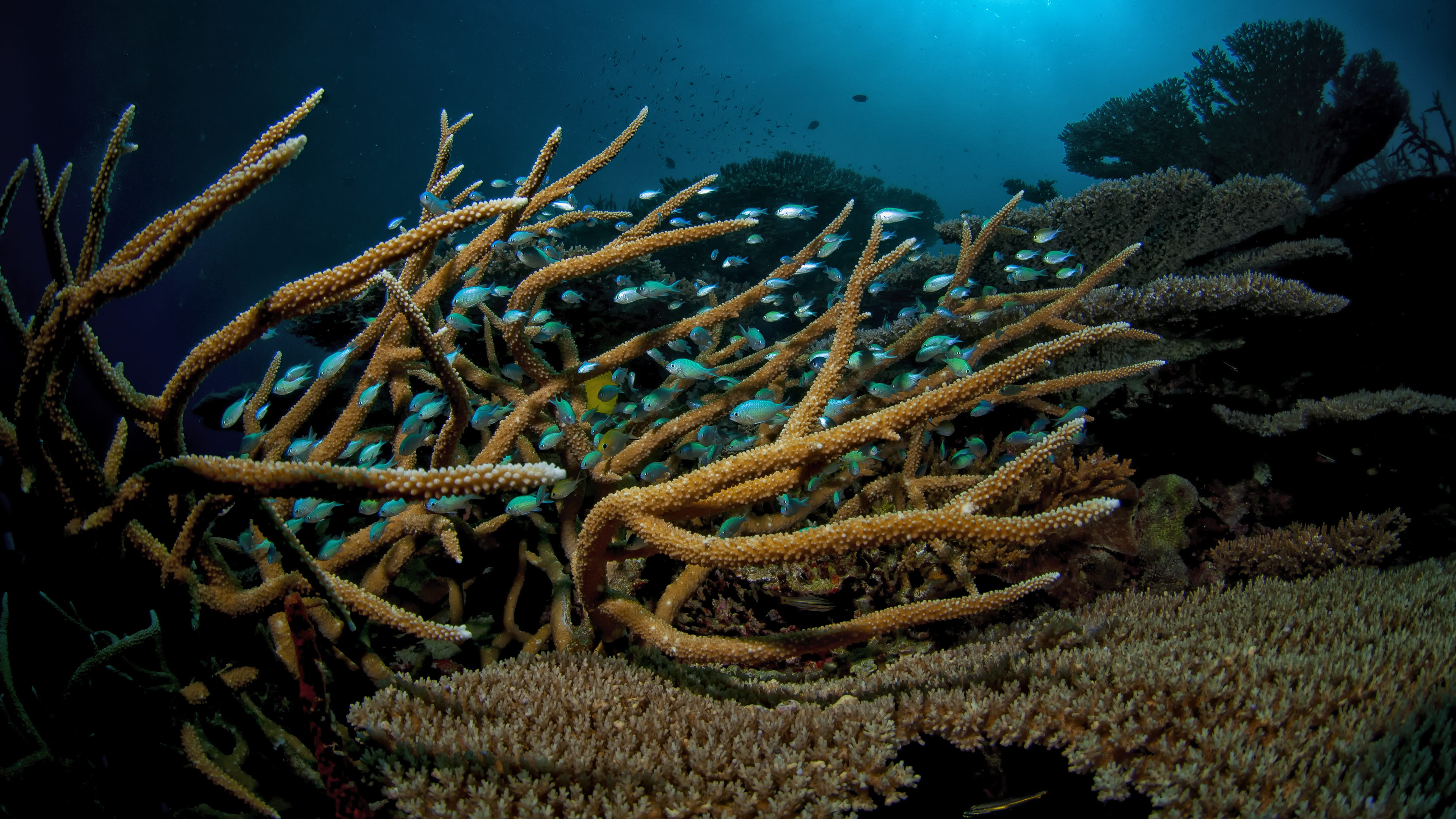 Staghorn Coral and School
