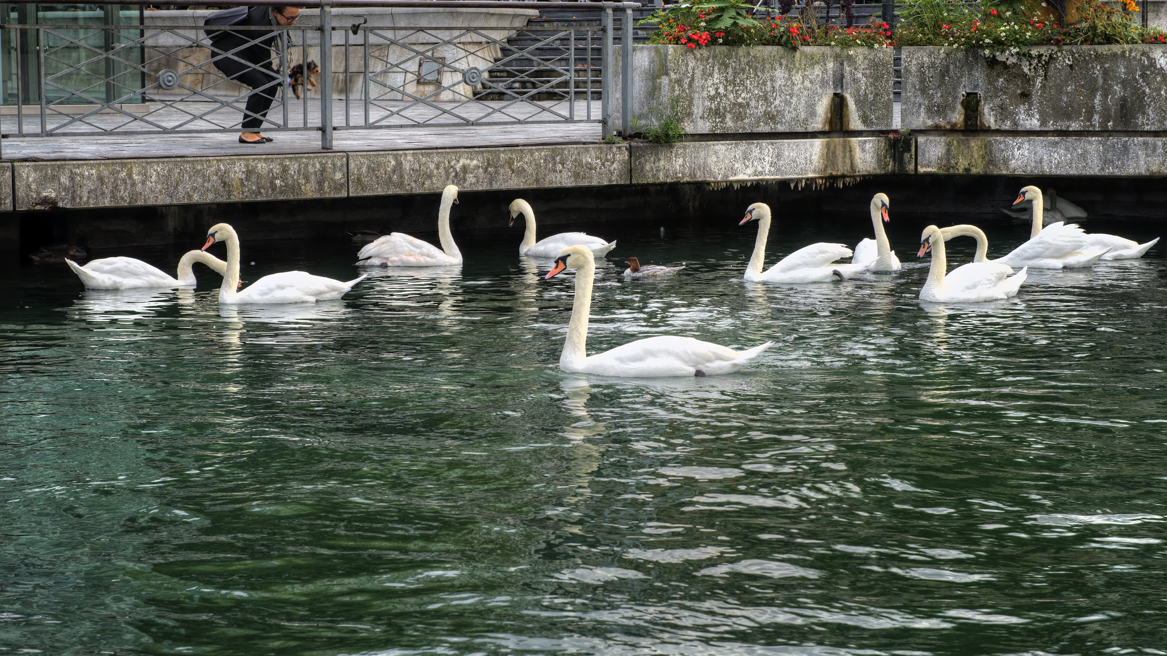 Swans