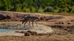 Black Backed Jackel at the Watering Hole