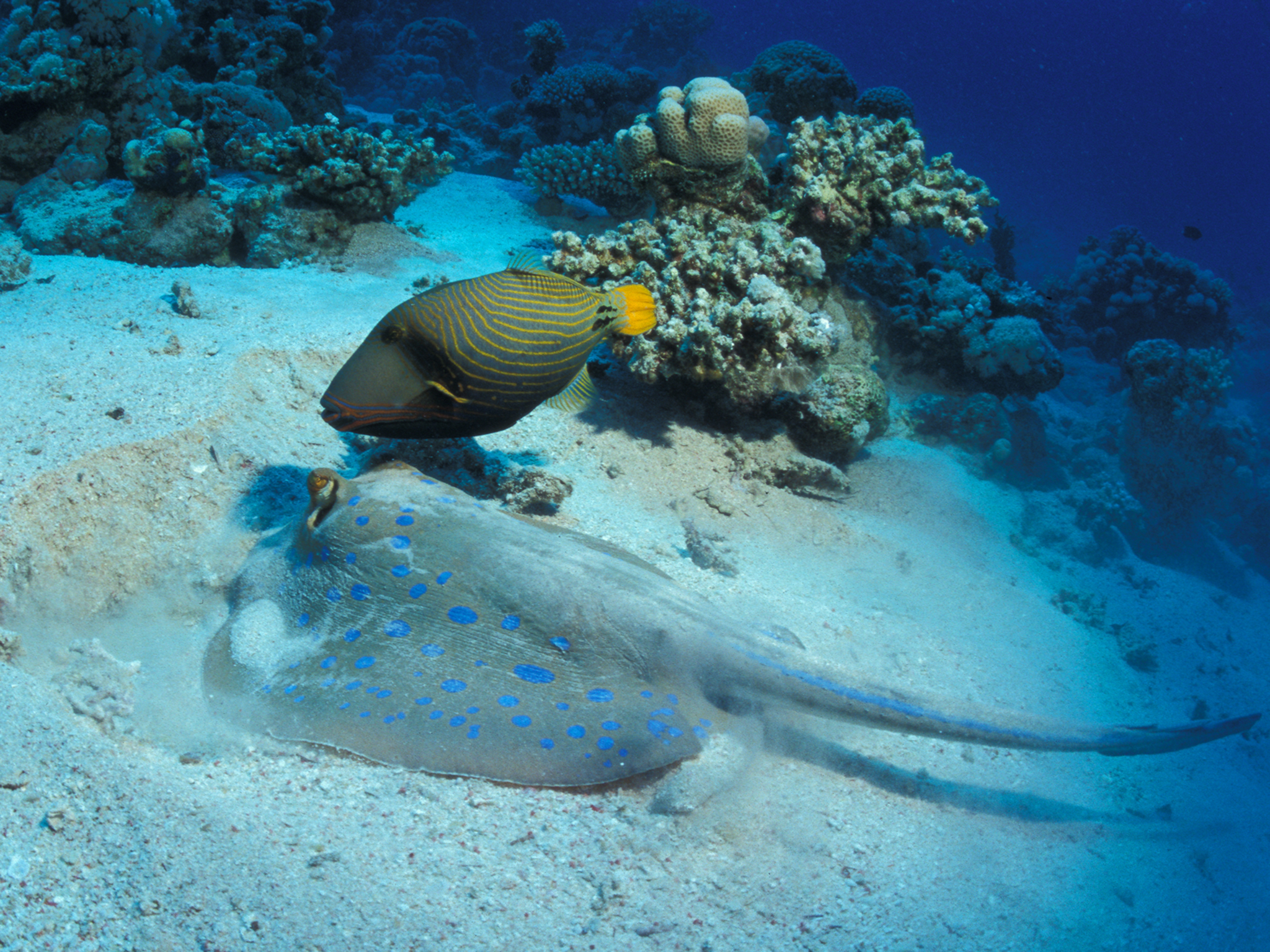 Stingray and Triggerfish