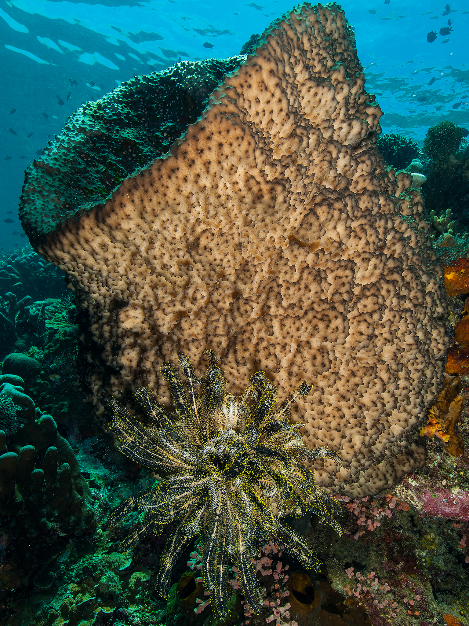 Basket Sponge
