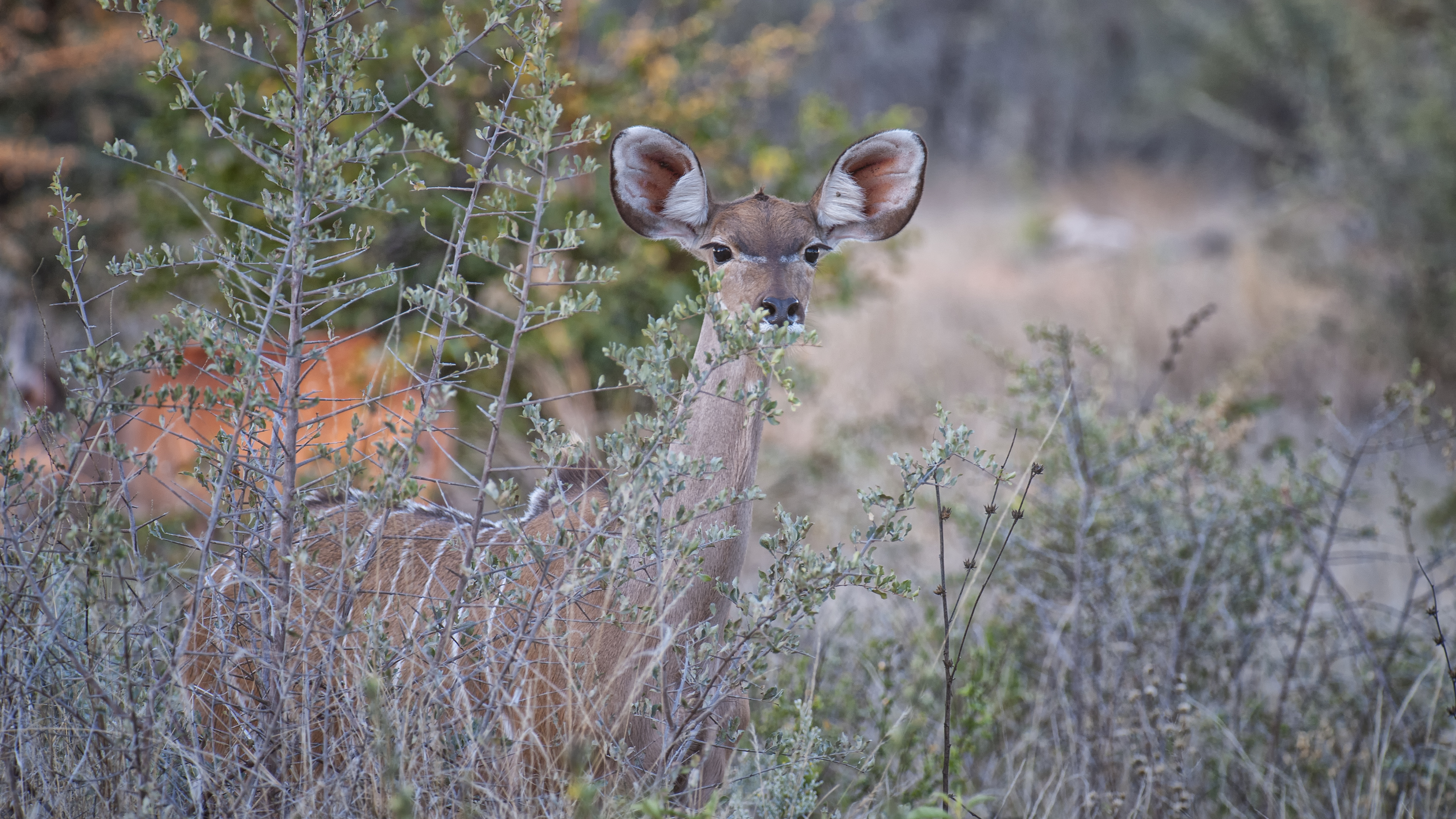 Female Kudu