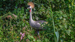 Grey Crowned Crane the National Bird