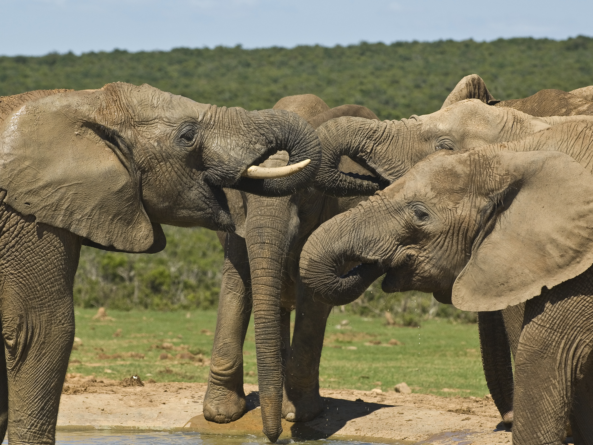 Elephants cooling off