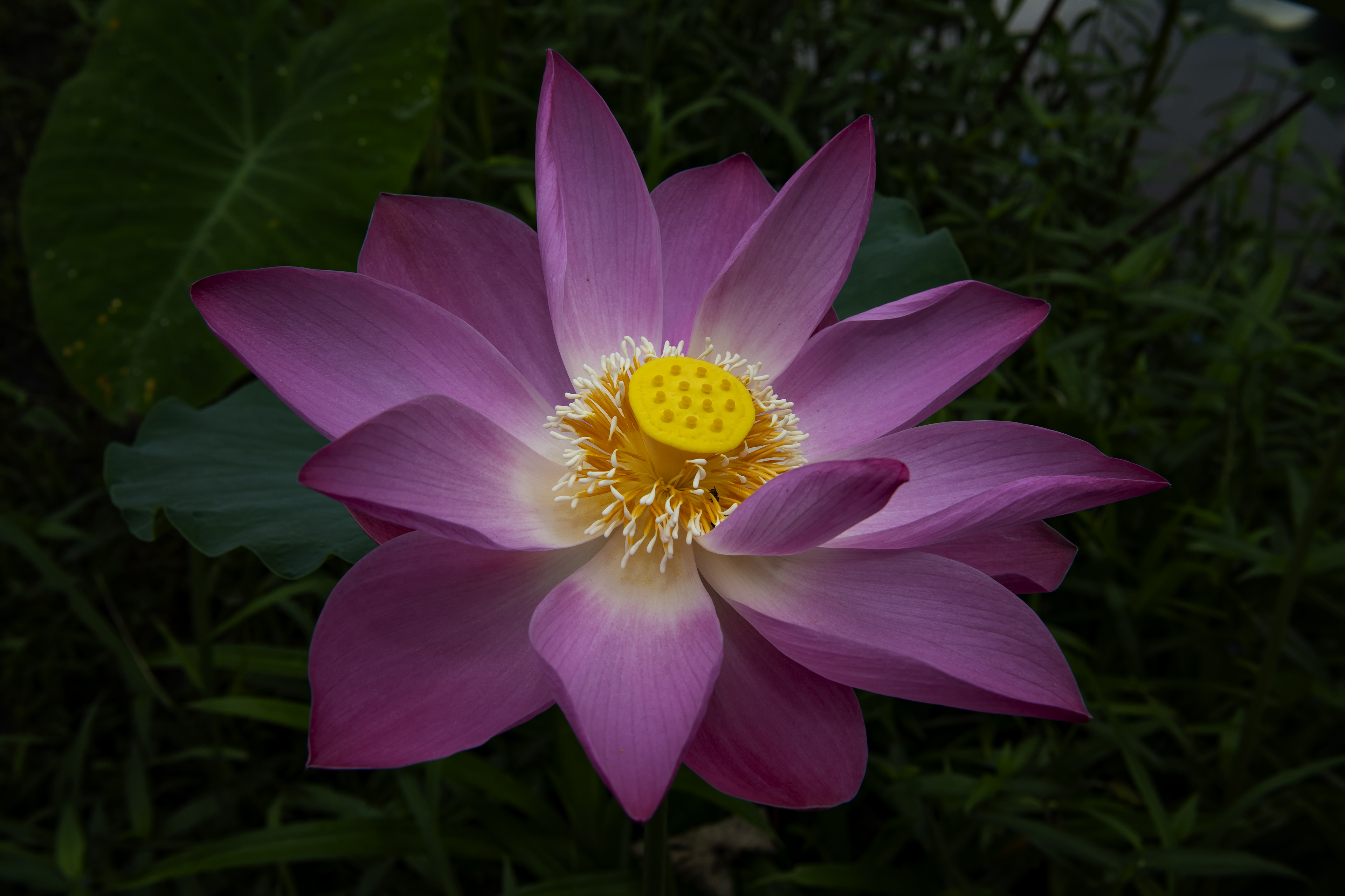 Lotus Flower in Vietnam