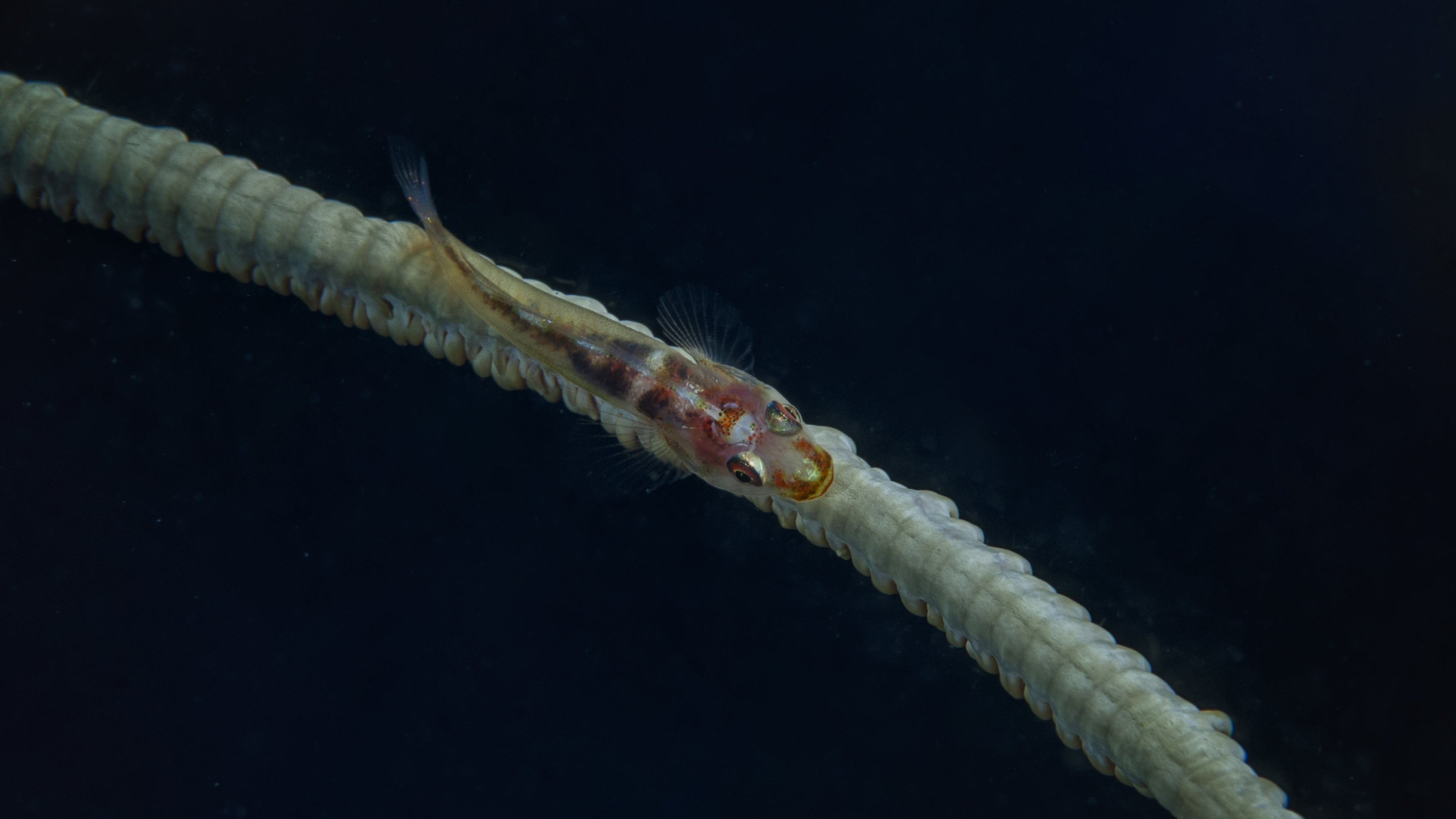 Goby on a Sea Whip