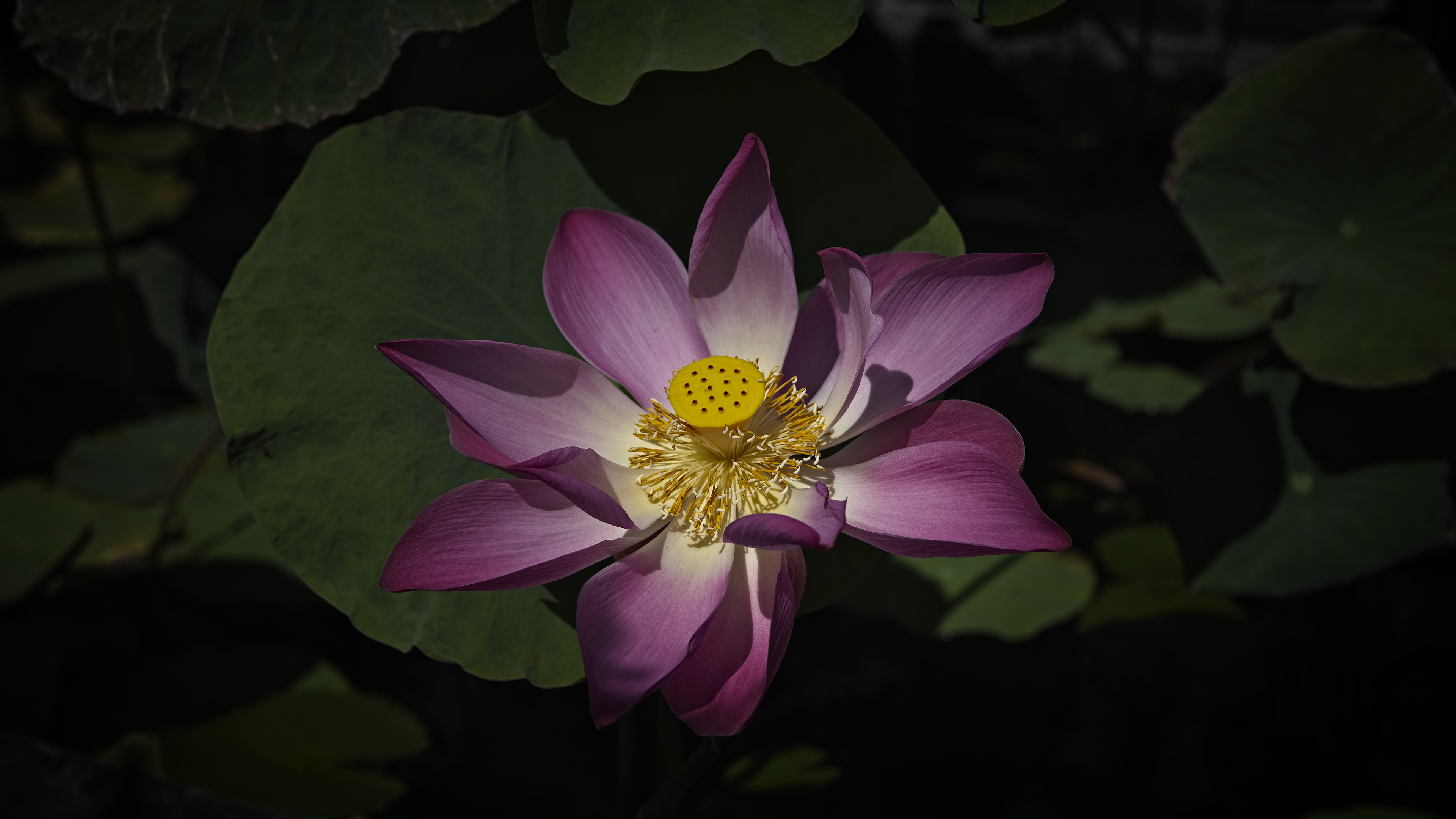 Lotus Flower in Bali
