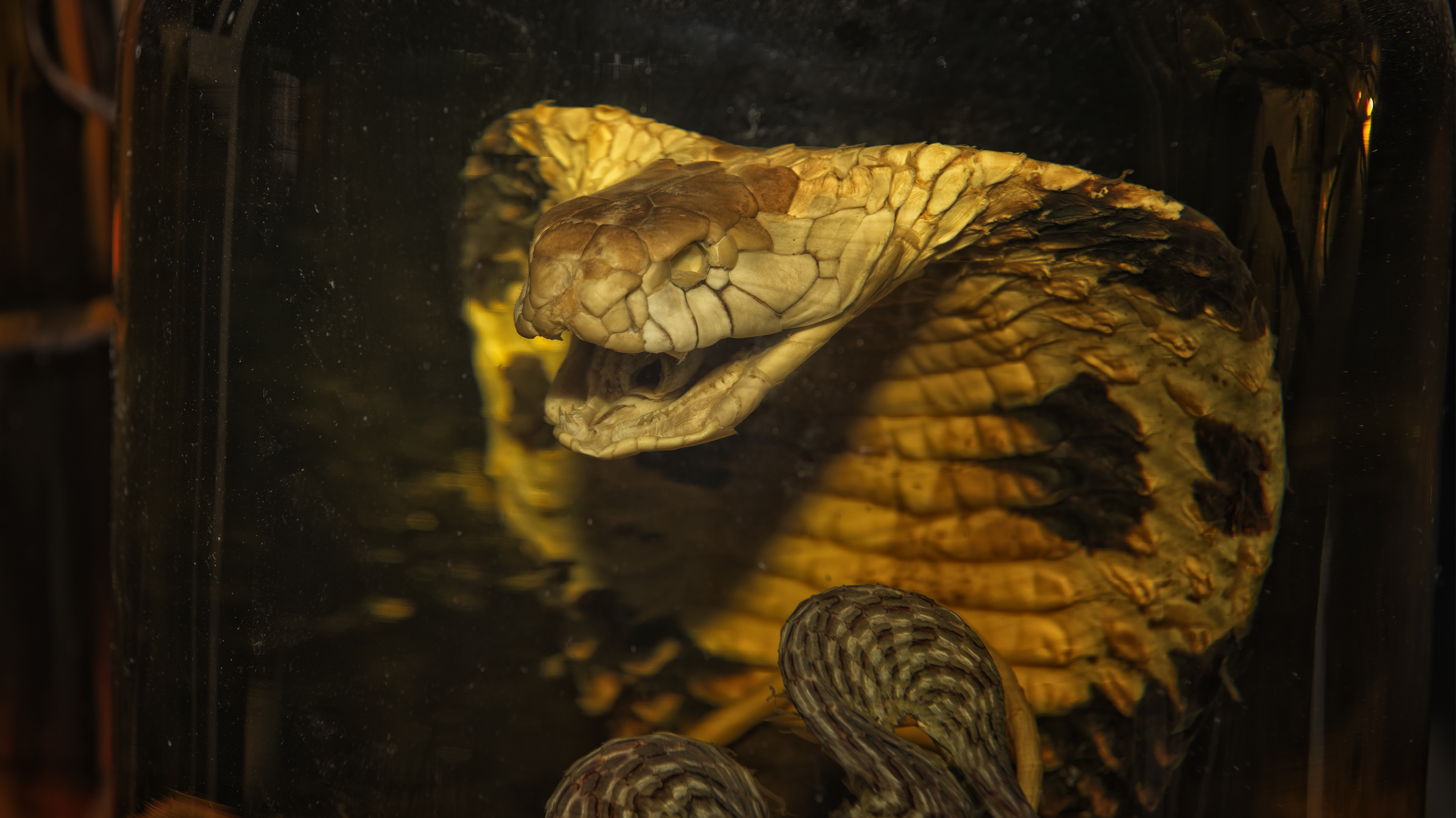 Snake wine