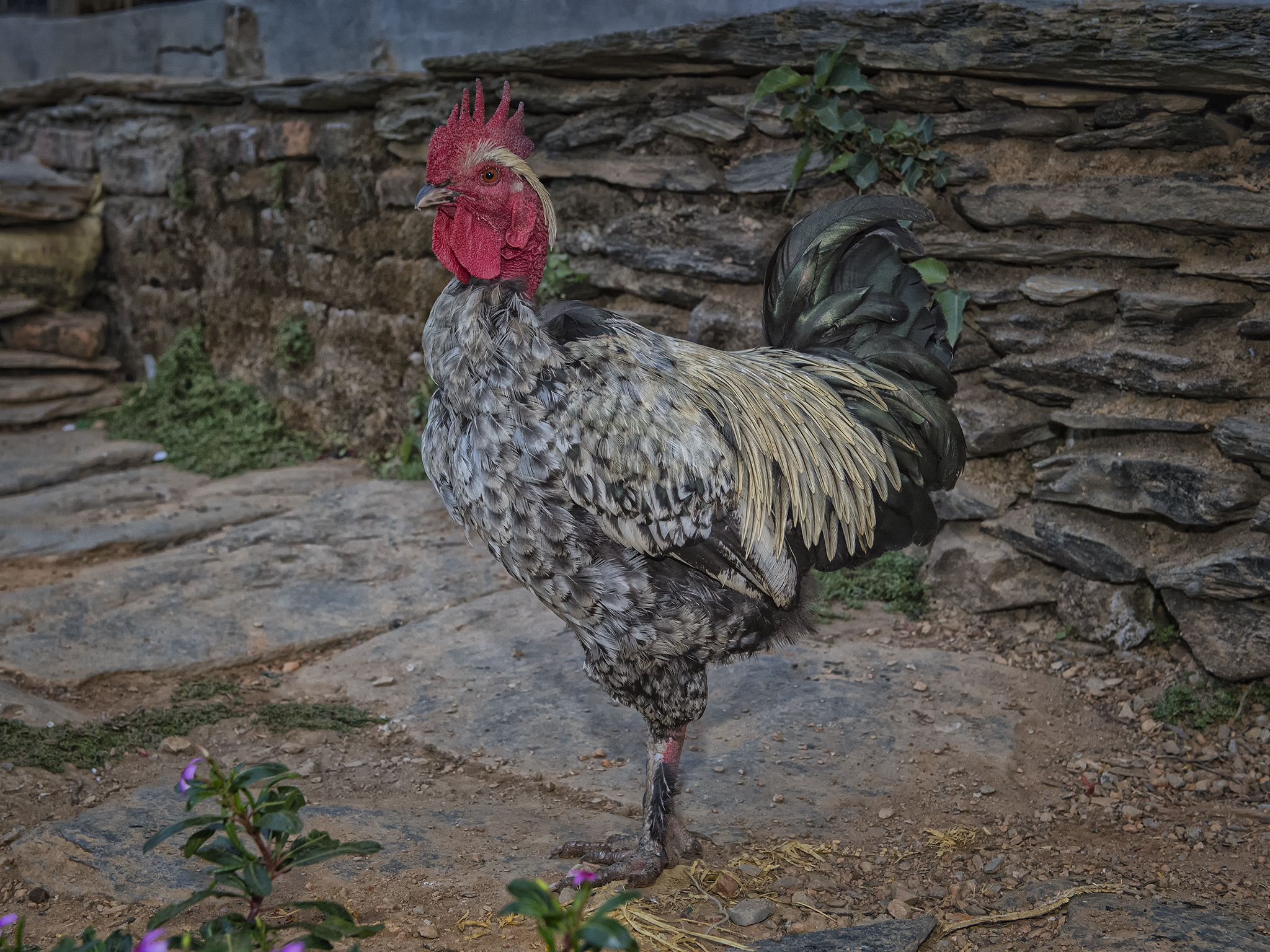 Our Alarm Clock