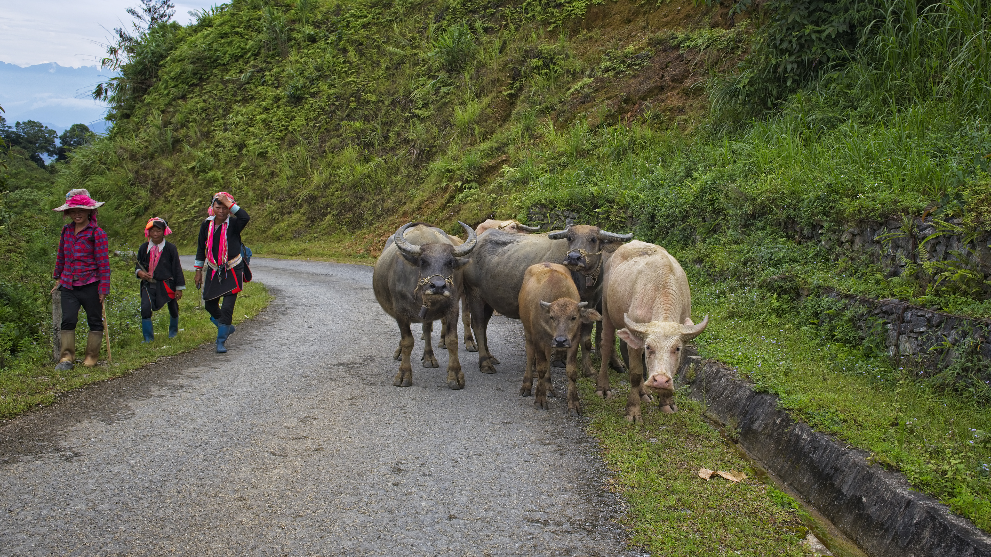 Water Buffalo in Lao Cai