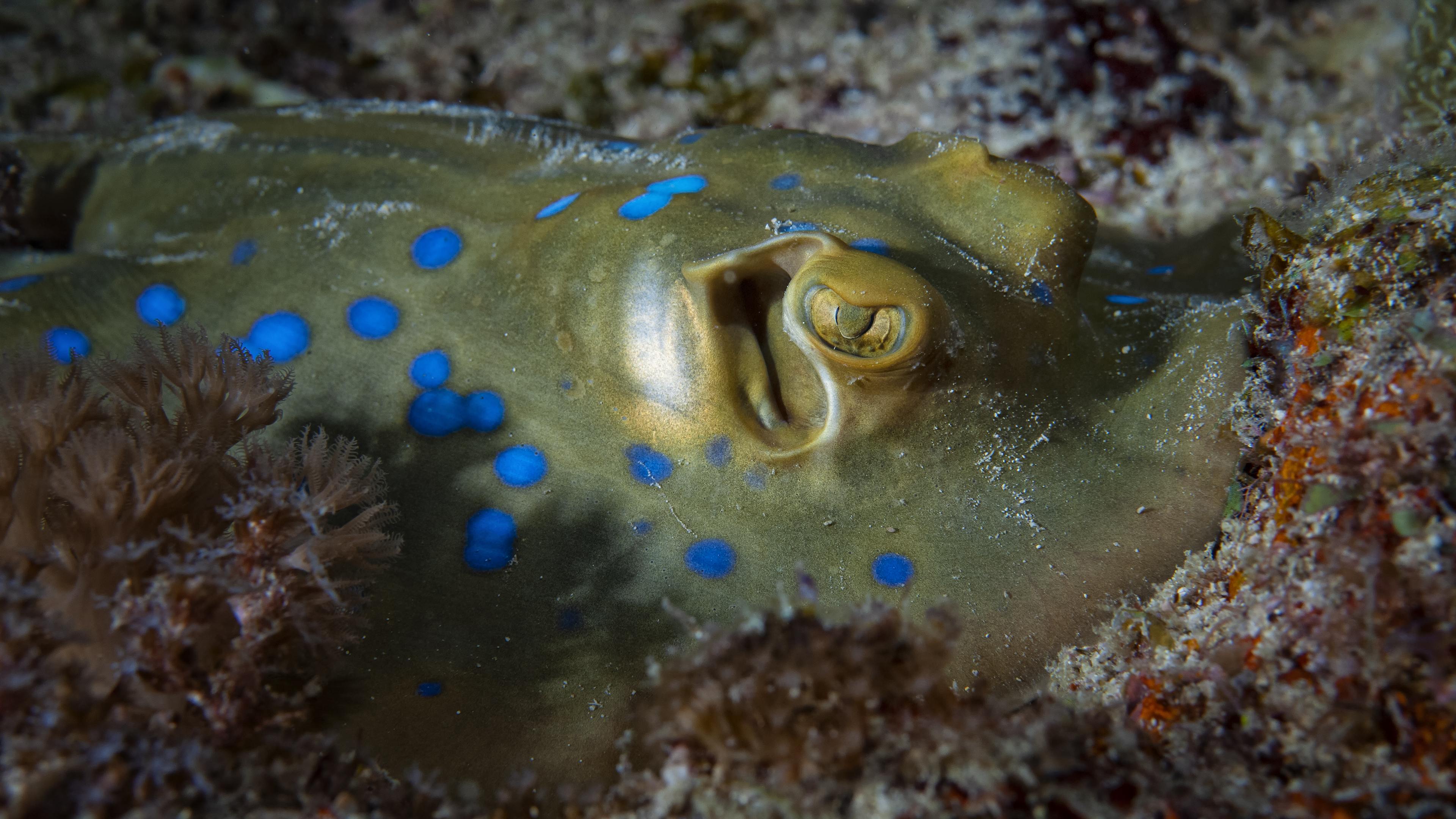 Blue Spotted Stingray