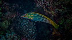 Ornate Wrasse