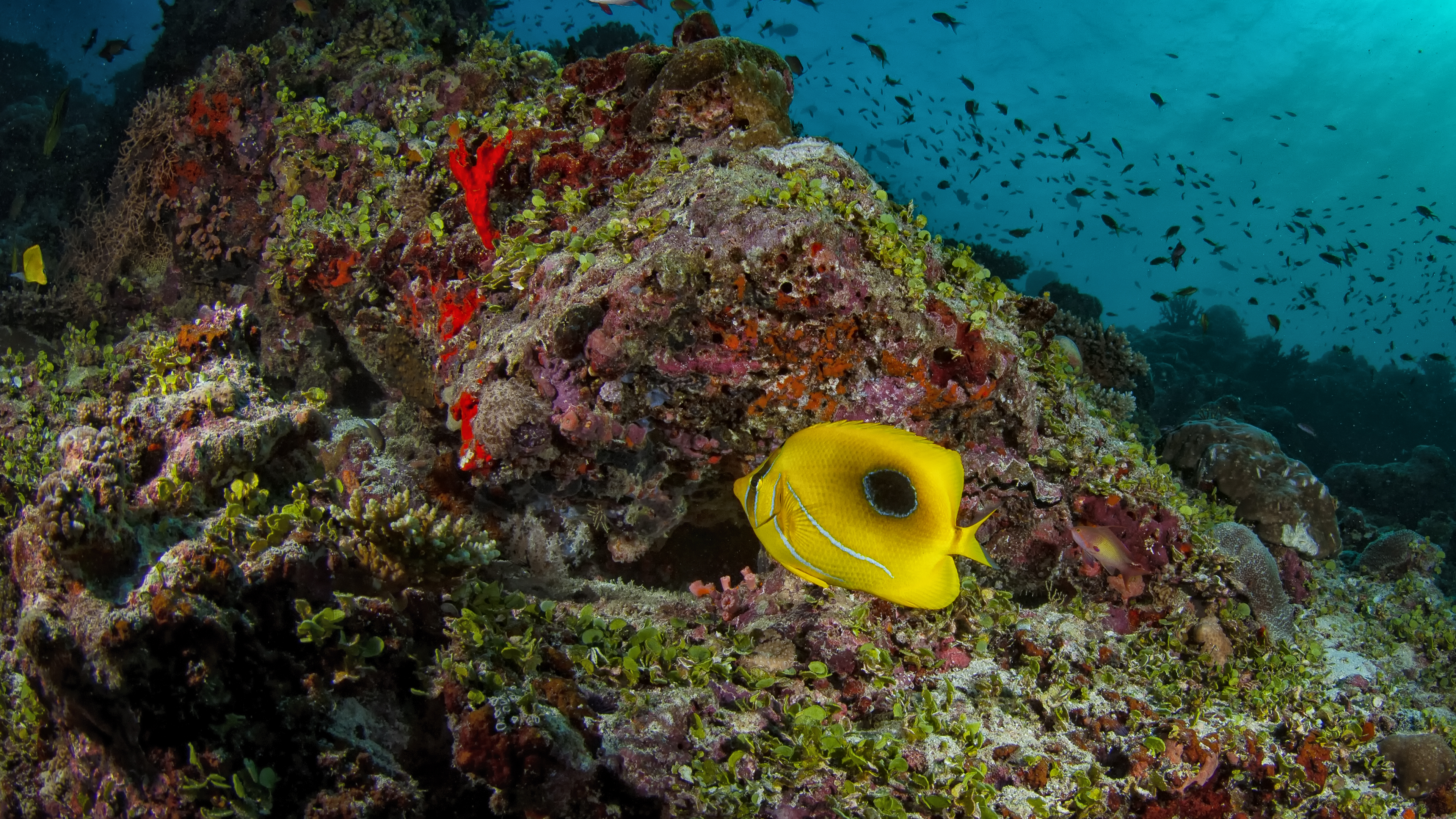 Teardrop Butterflyfish