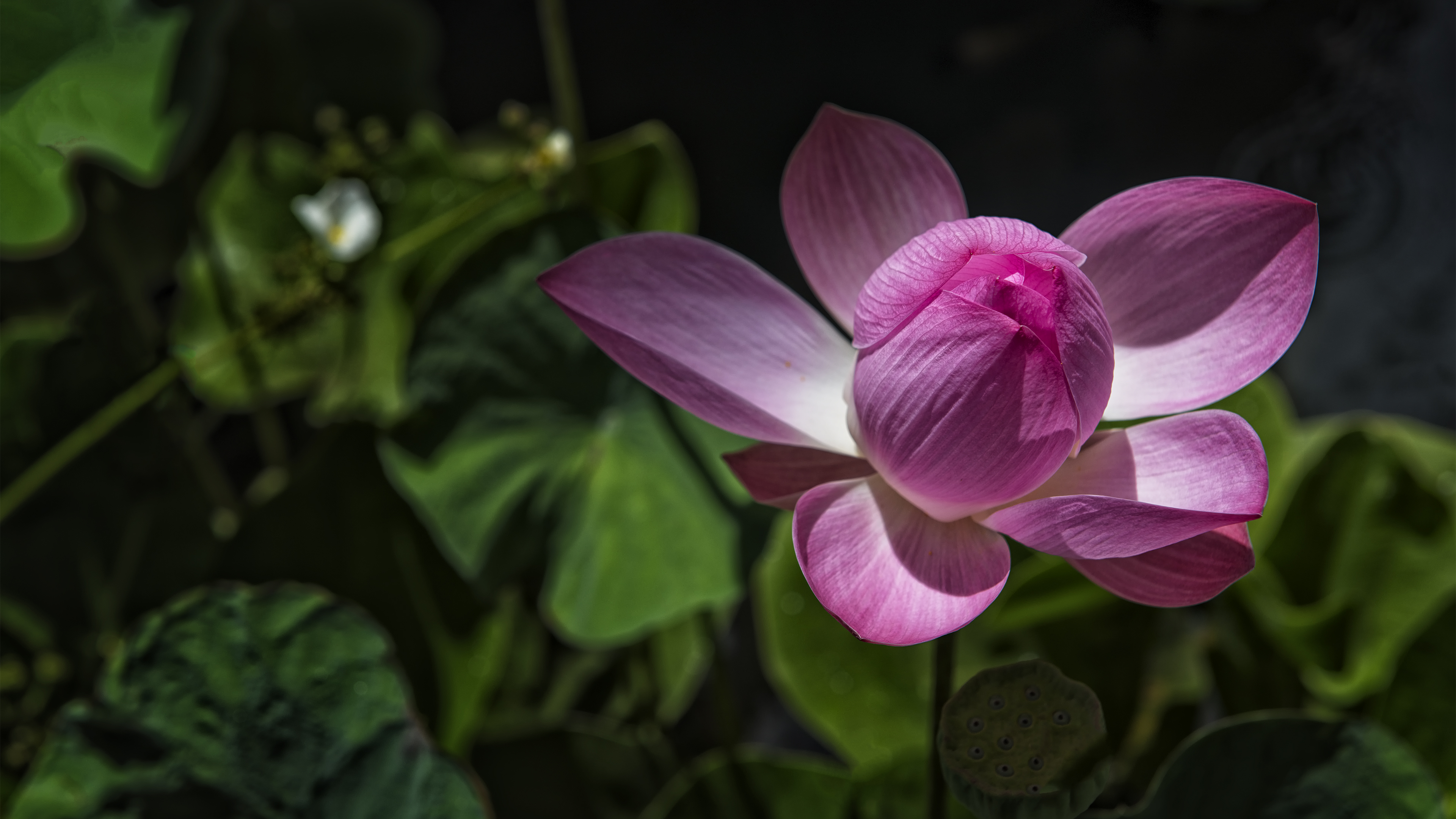 Closed Lotus Flower in Bali