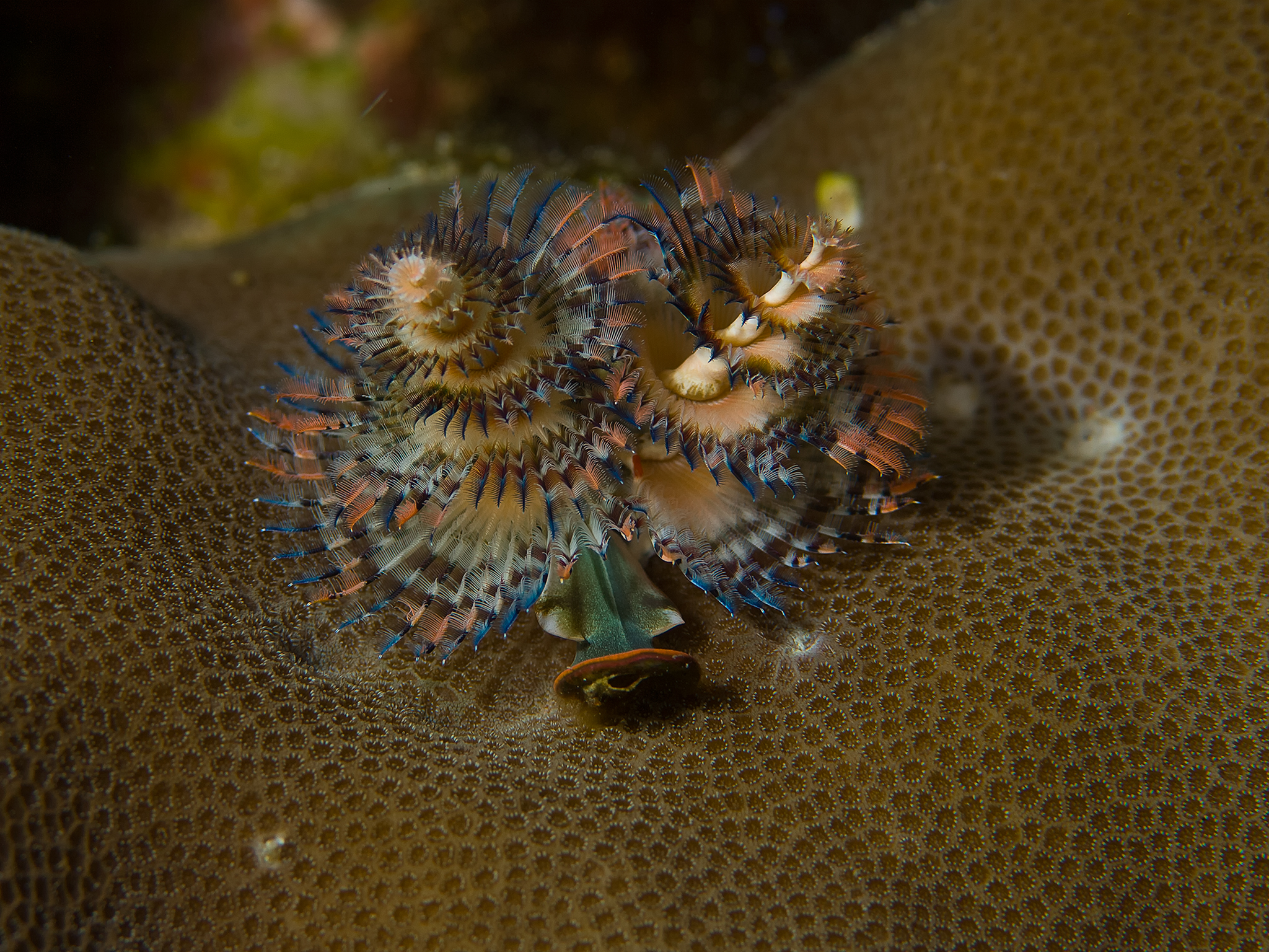 Christmas Tree Worm