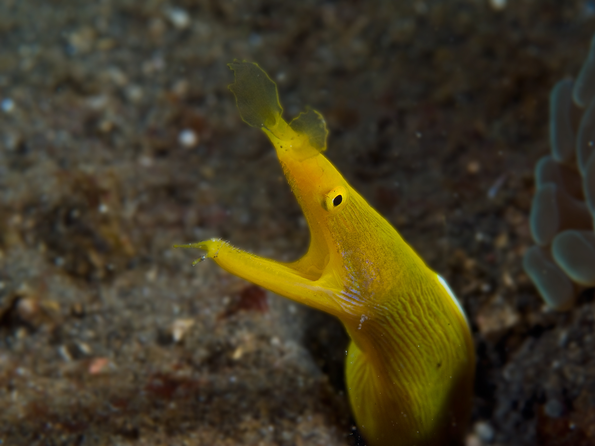 Yellow Ribbon Eel