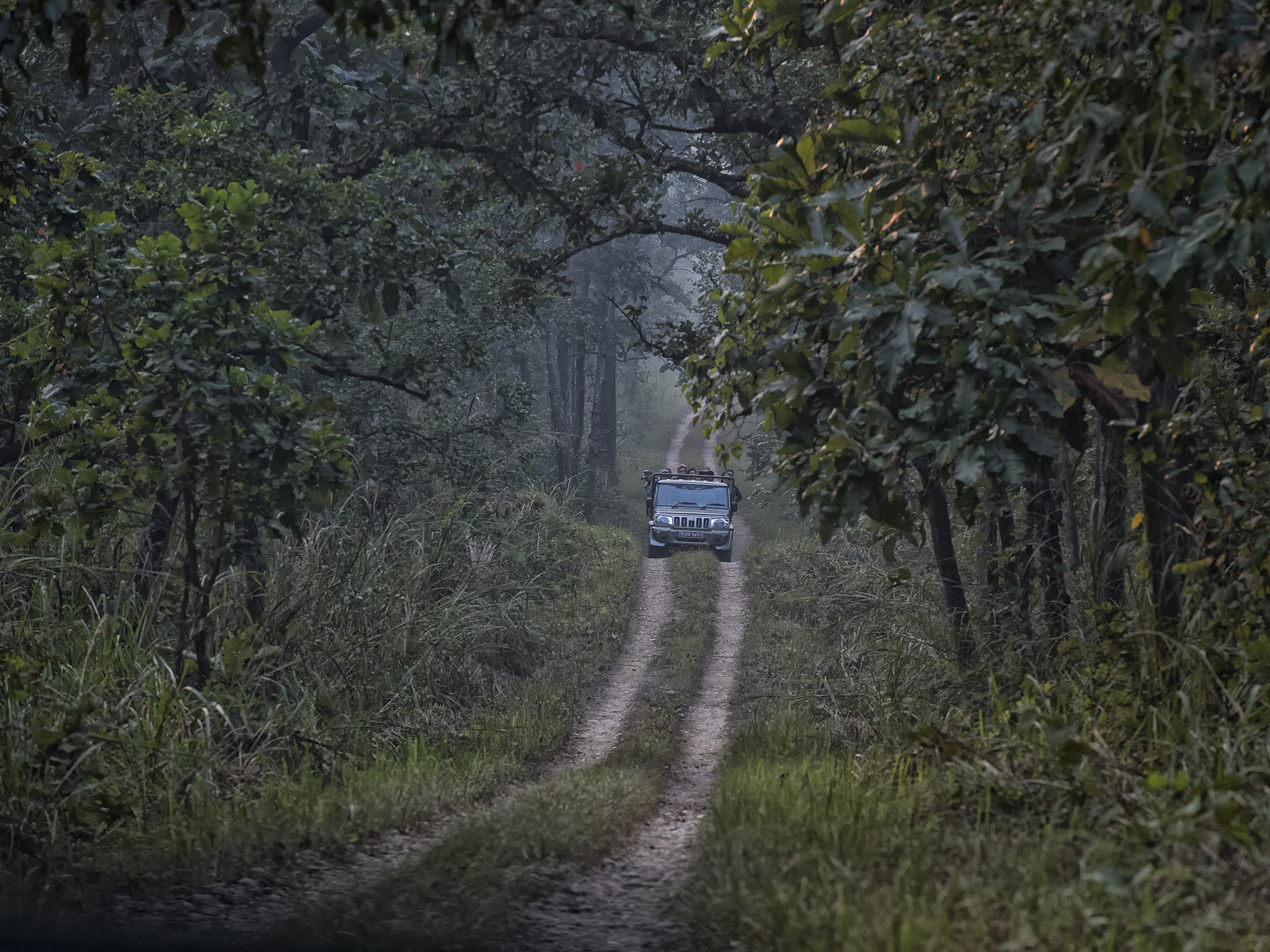 Through the Woods