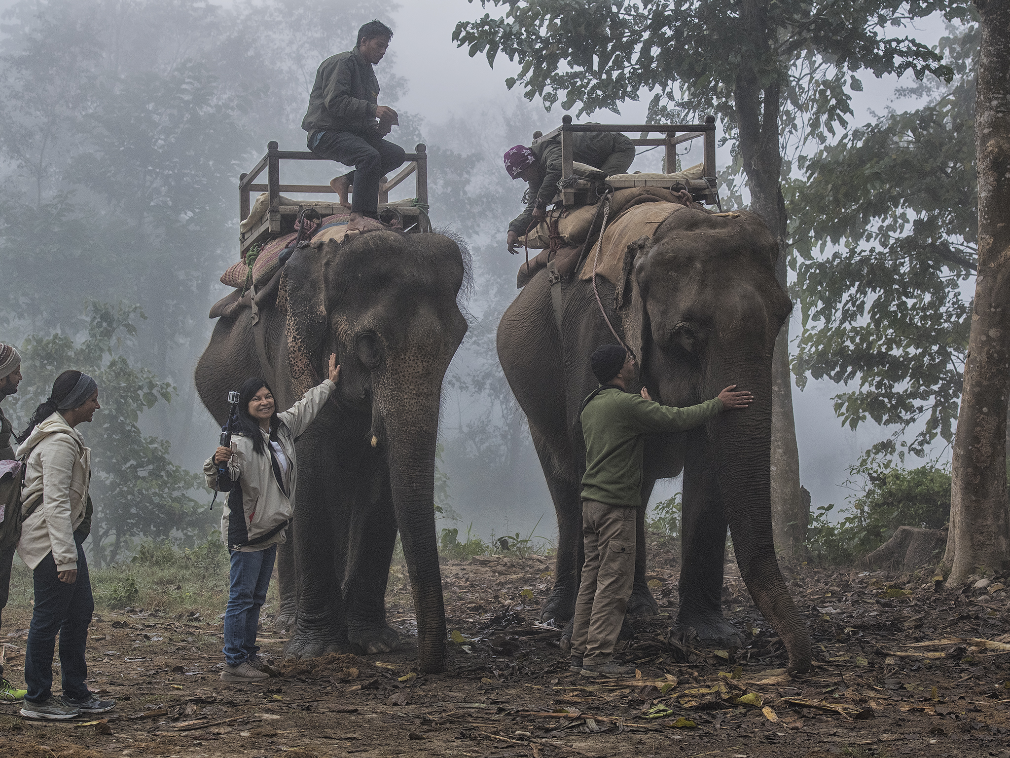 Gentle Giants